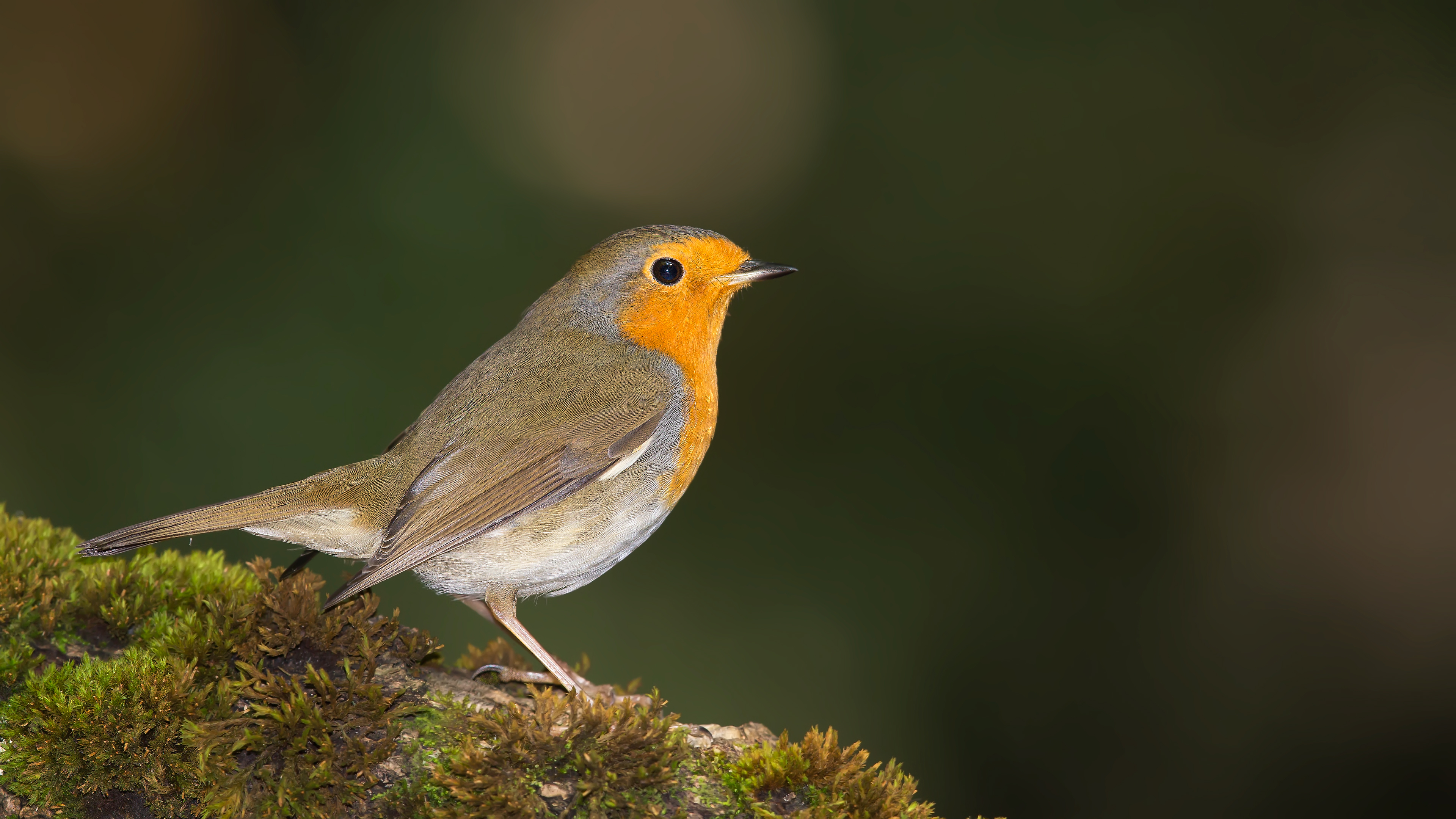 Kızılgerdan » European Robin » Erithacus rubecula