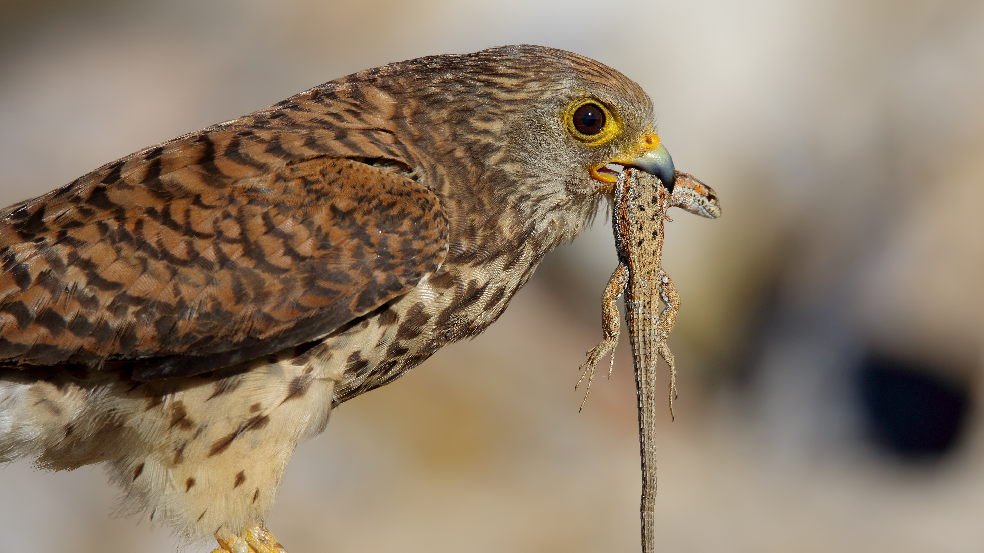 Küçük kerkenez » Lesser Kestrel » Falco naumanni