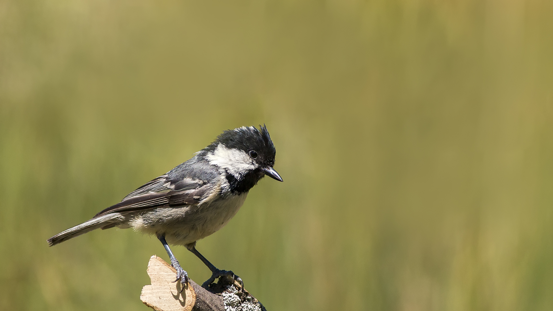 Çam baştankarası » Coal Tit » Periparus ater