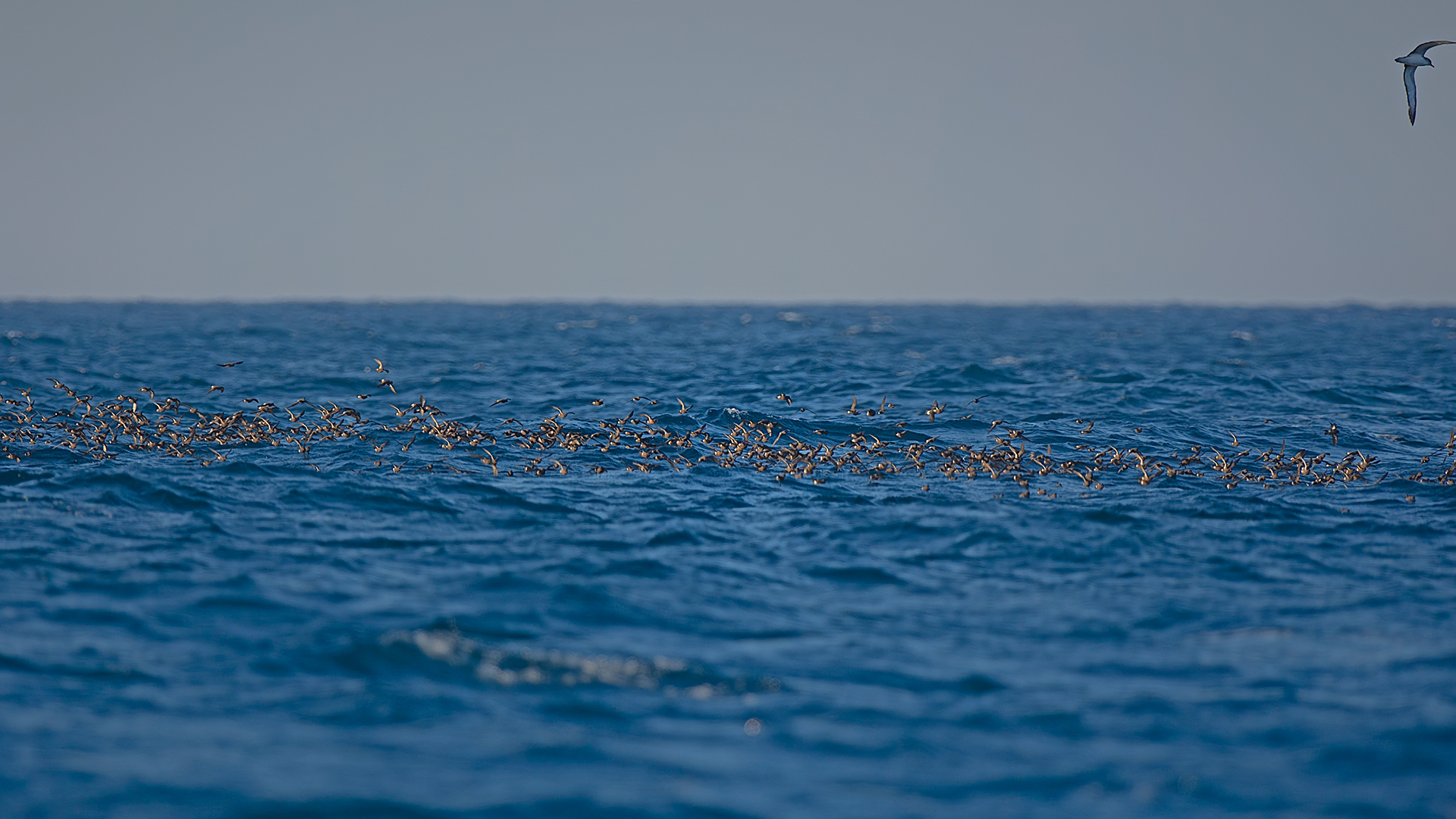 Fırtınakırlangıcı » European Storm Petrel » Hydrobates pelagicus