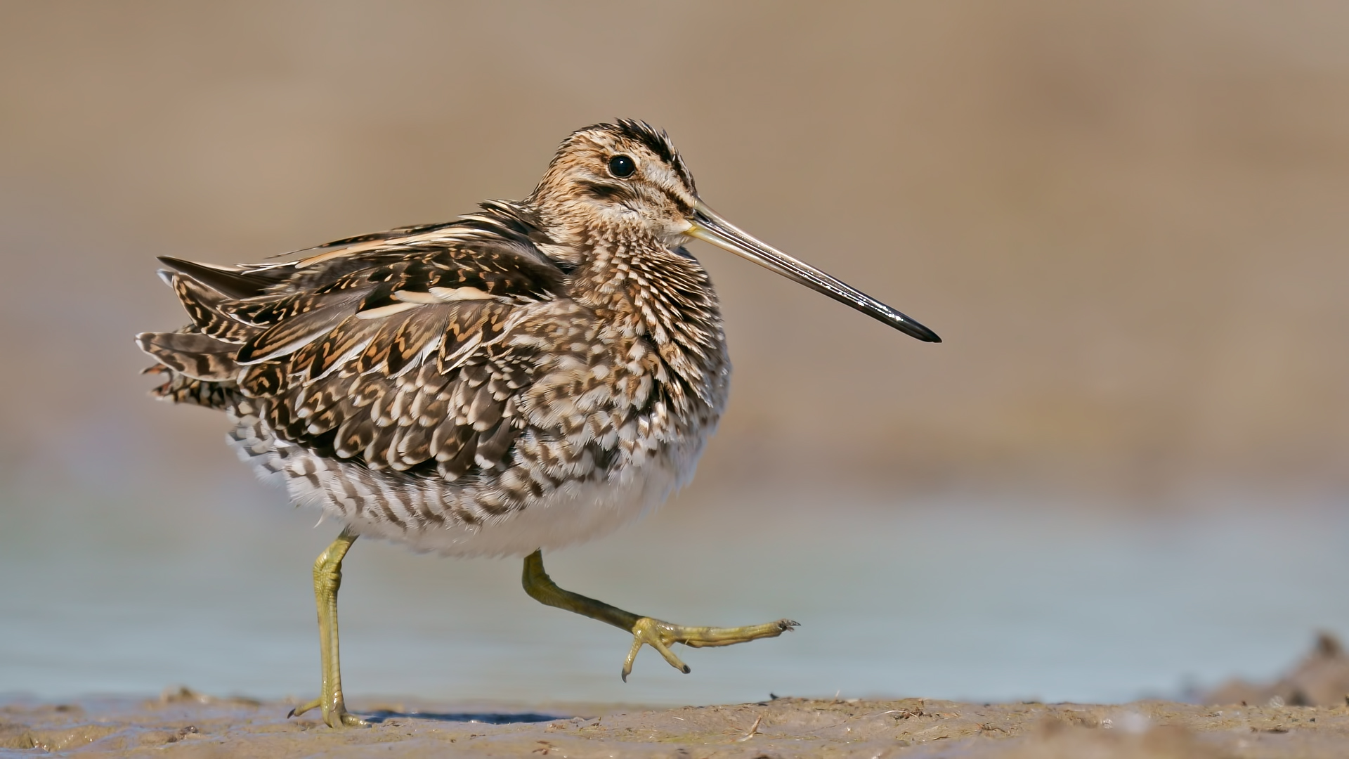 Suçulluğu » Common Snipe » Gallinago gallinago