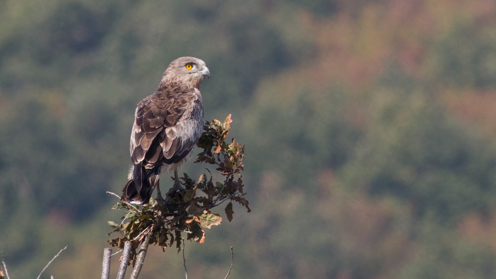 Yılan kartalı » Short-toed Snake Eagle » Circaetus gallicus