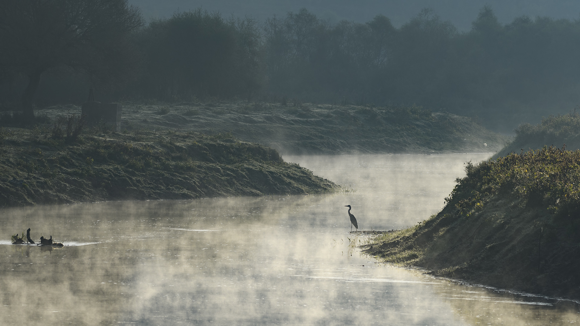 Gri balıkçıl » Grey Heron » Ardea cinerea