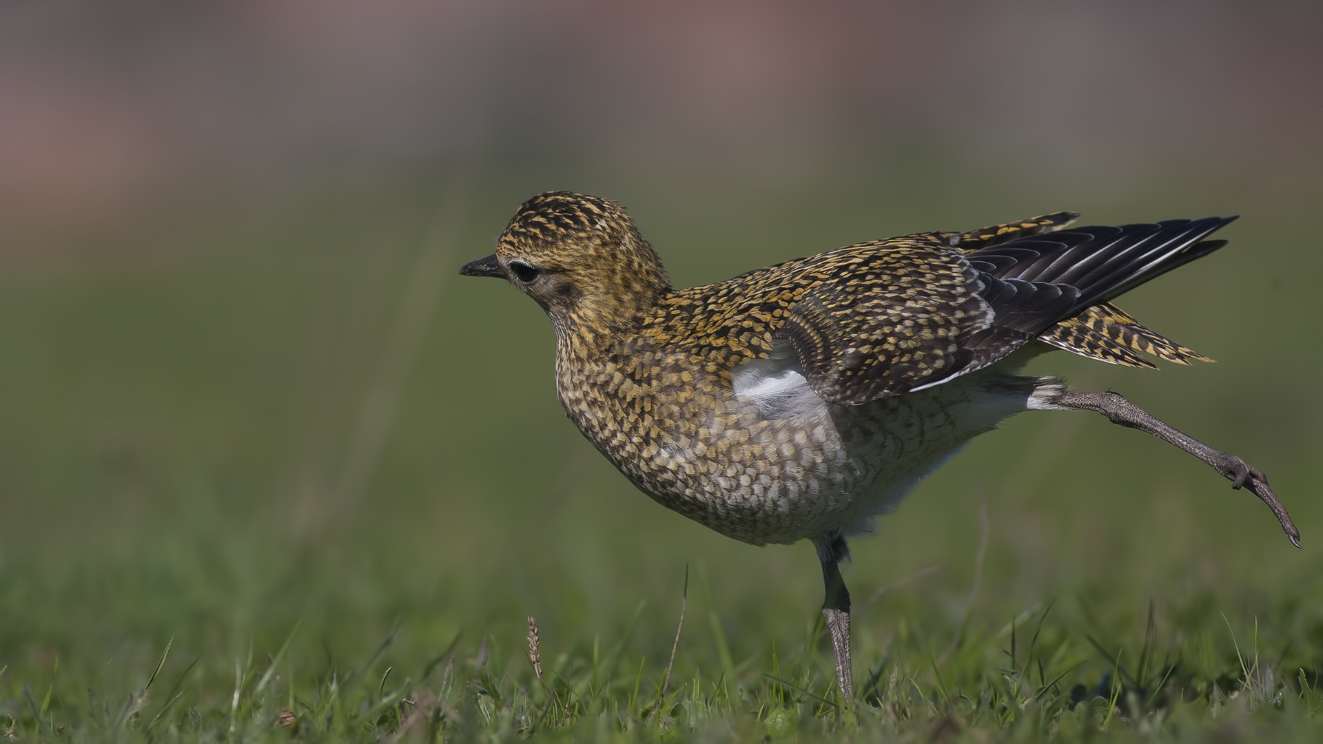 Altın yağmurcun » European Golden Plover » Pluvialis apricaria