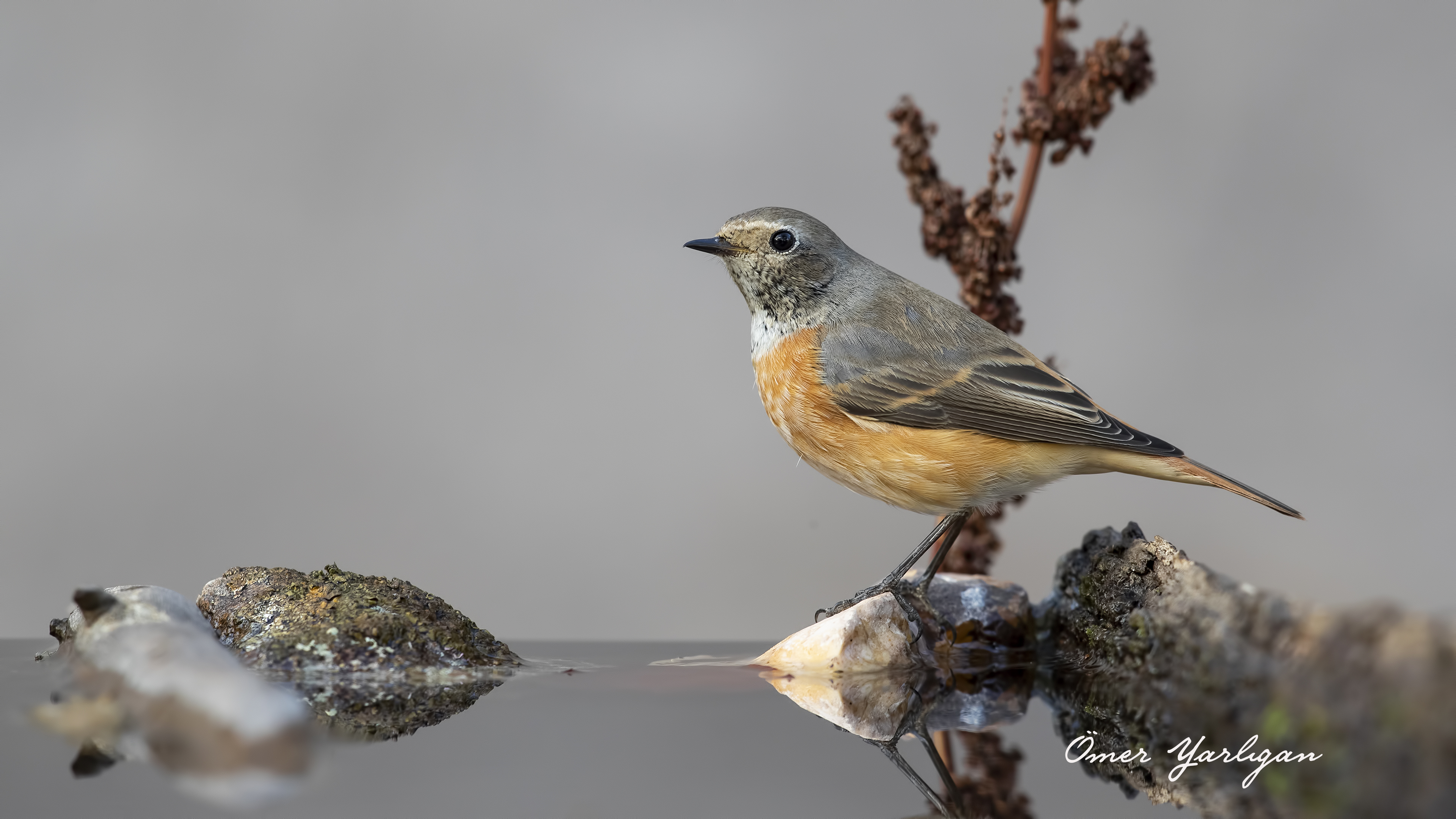 Kızılkuyruk » Common Redstart » Phoenicurus phoenicurus