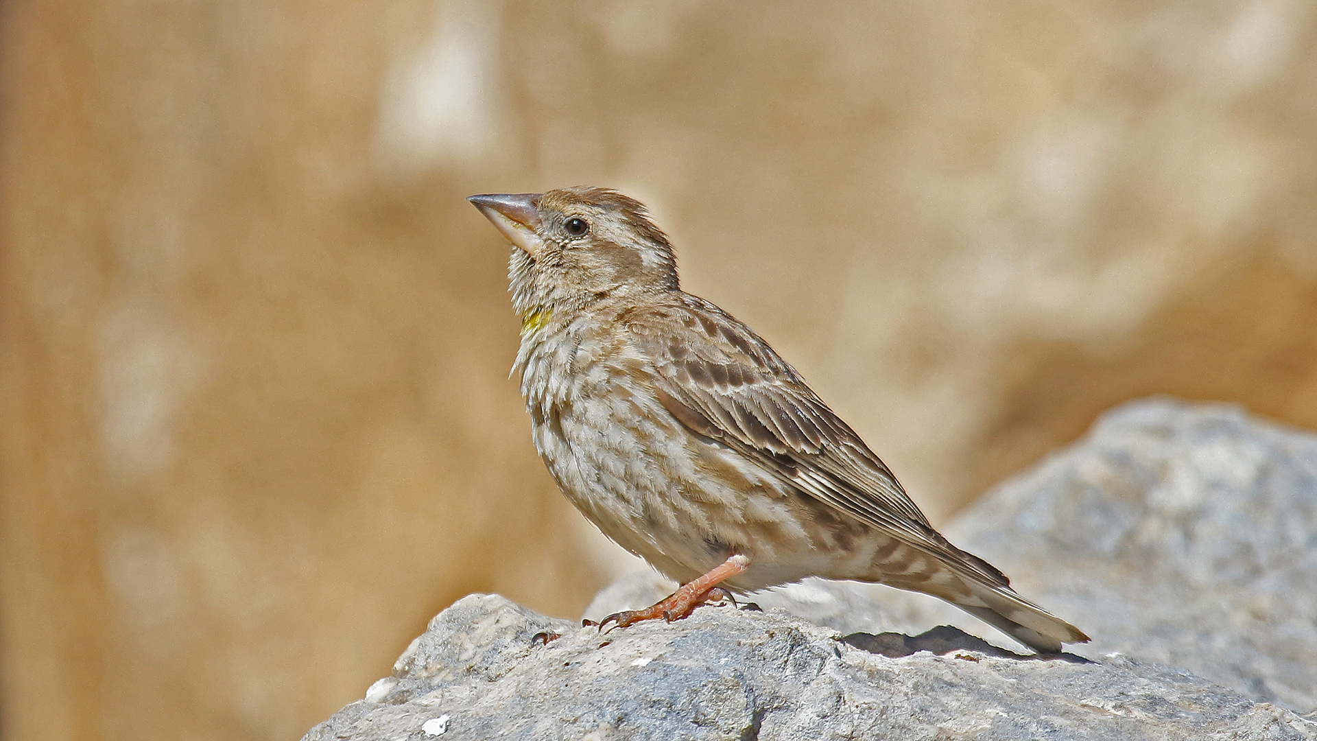 Kaya serçesi » Rock Sparrow » Petronia petronia