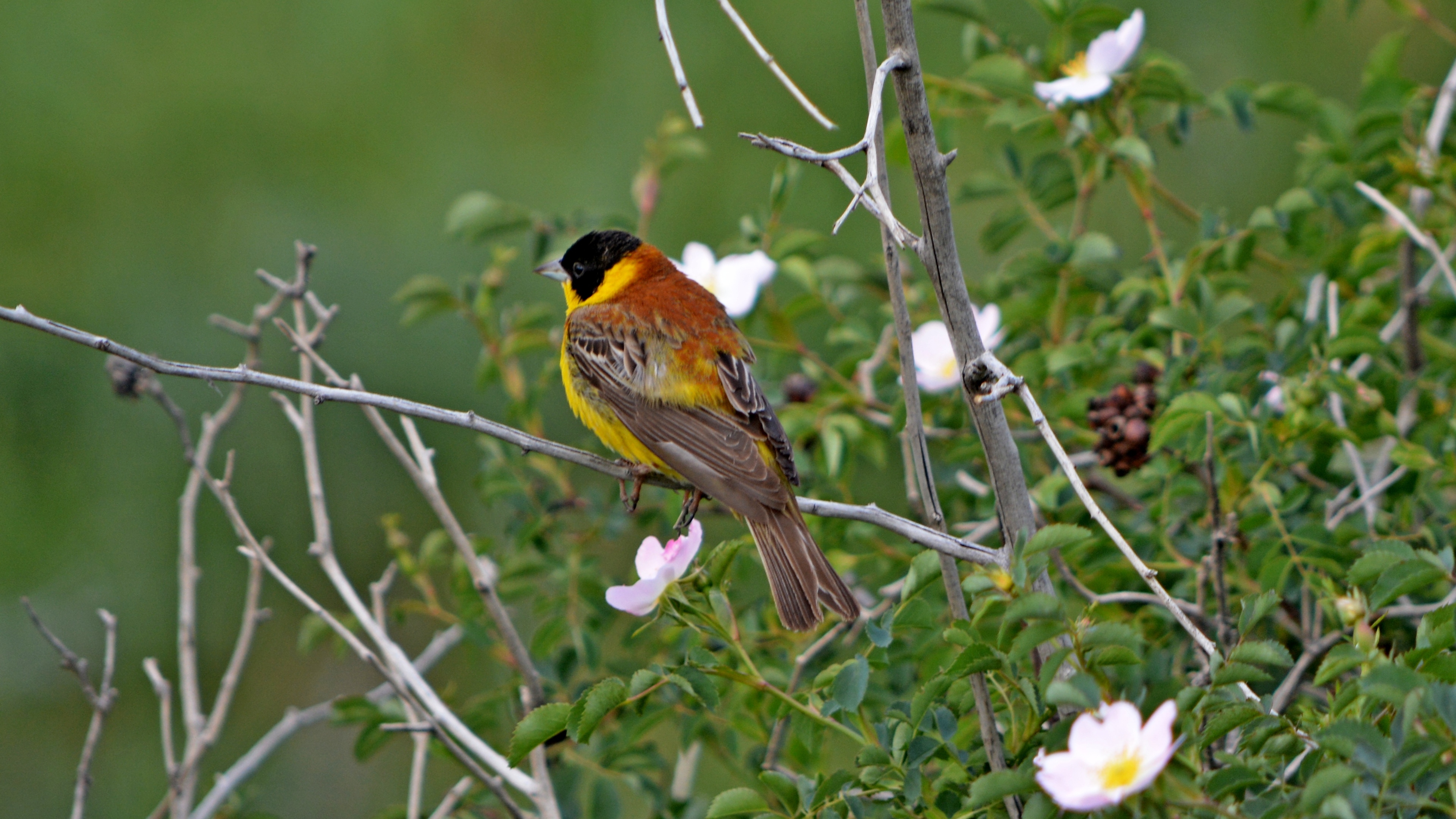 Karabaşlı kirazkuşu » Black-headed Bunting » Emberiza melanocephala