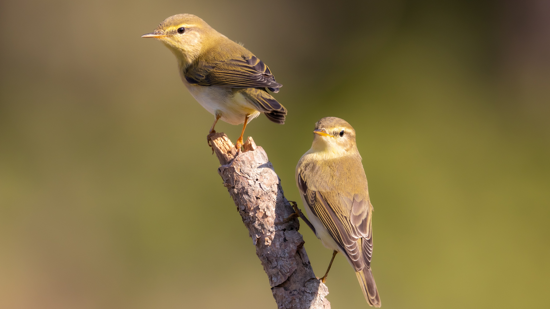 Söğütbülbülü » Willow Warbler » Phylloscopus trochilus