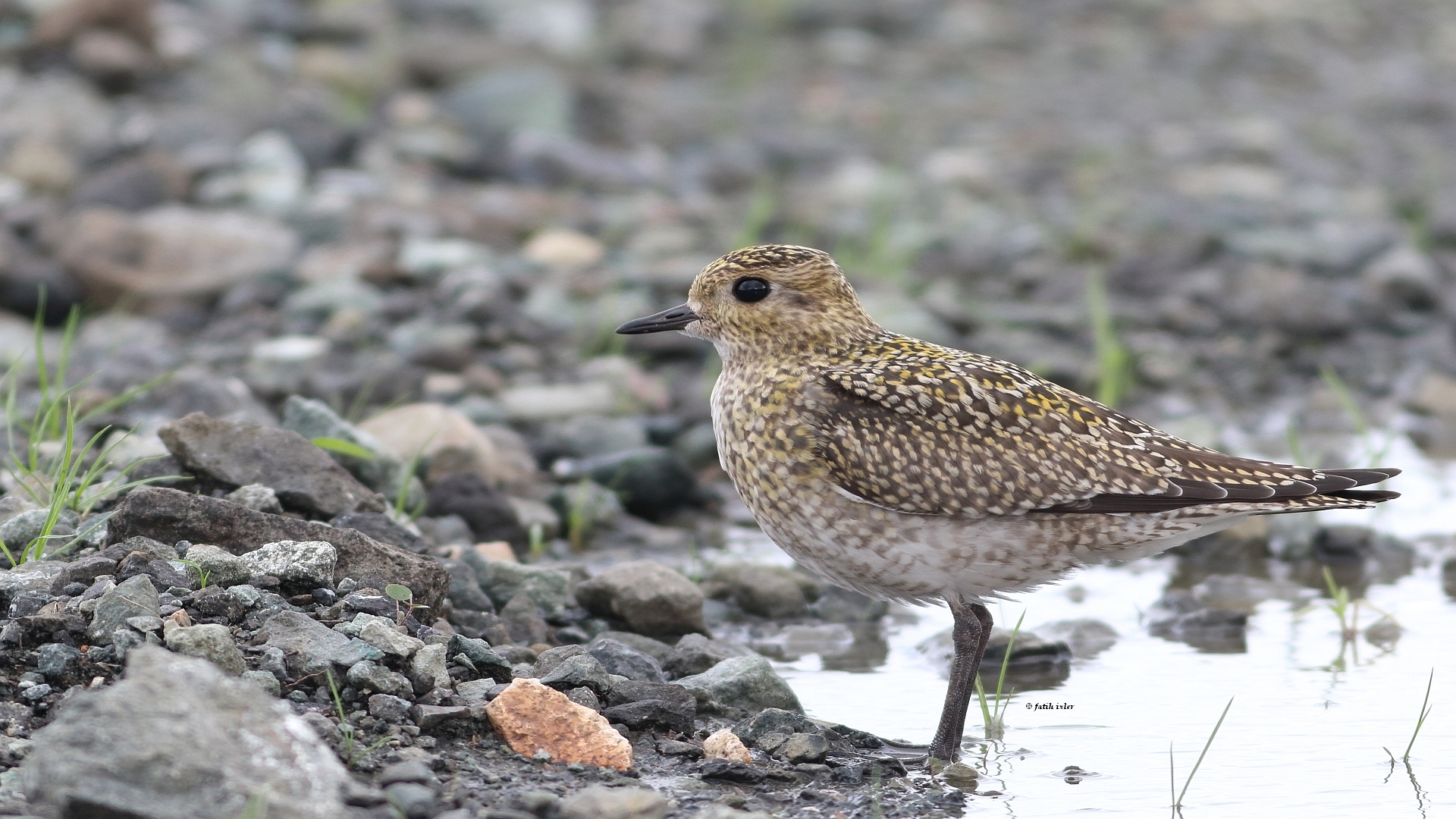 Altın yağmurcun » European Golden Plover » Pluvialis apricaria