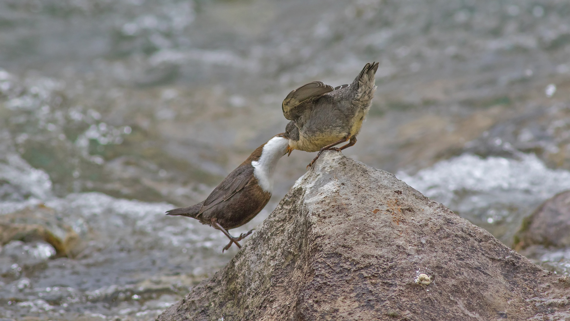 Derekuşu » White-throated Dipper » Cinclus cinclus