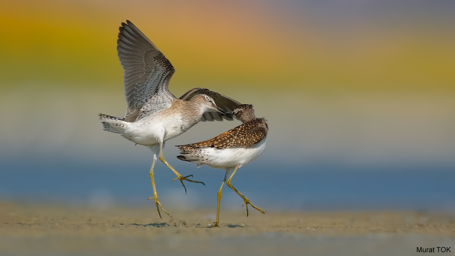 Orman düdükçünü » Wood Sandpiper » Tringa glareola