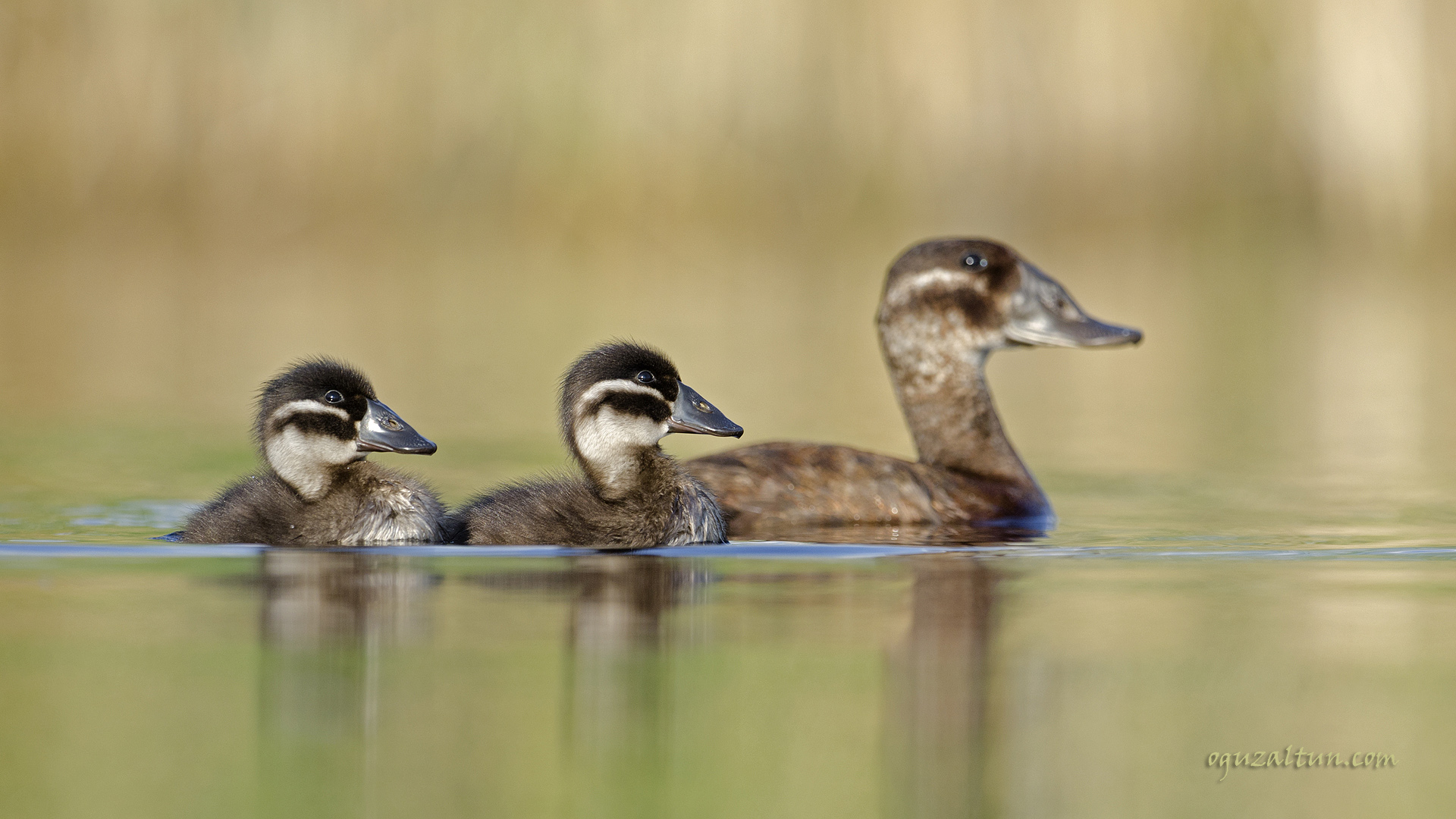 Dikkuyruk » White-headed Duck » Oxyura leucocephala