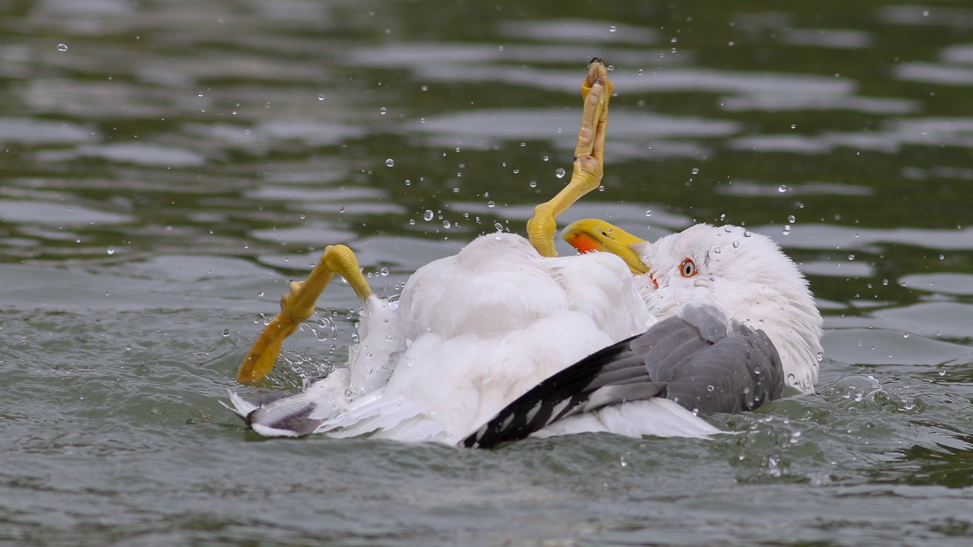 Gümüş martı » Yellow-legged Gull » Larus michahellis