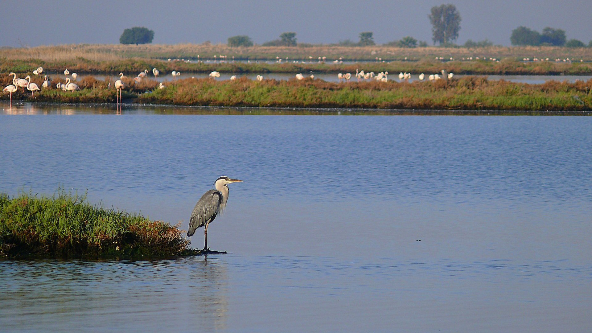 Gri balıkçıl » Grey Heron » Ardea cinerea