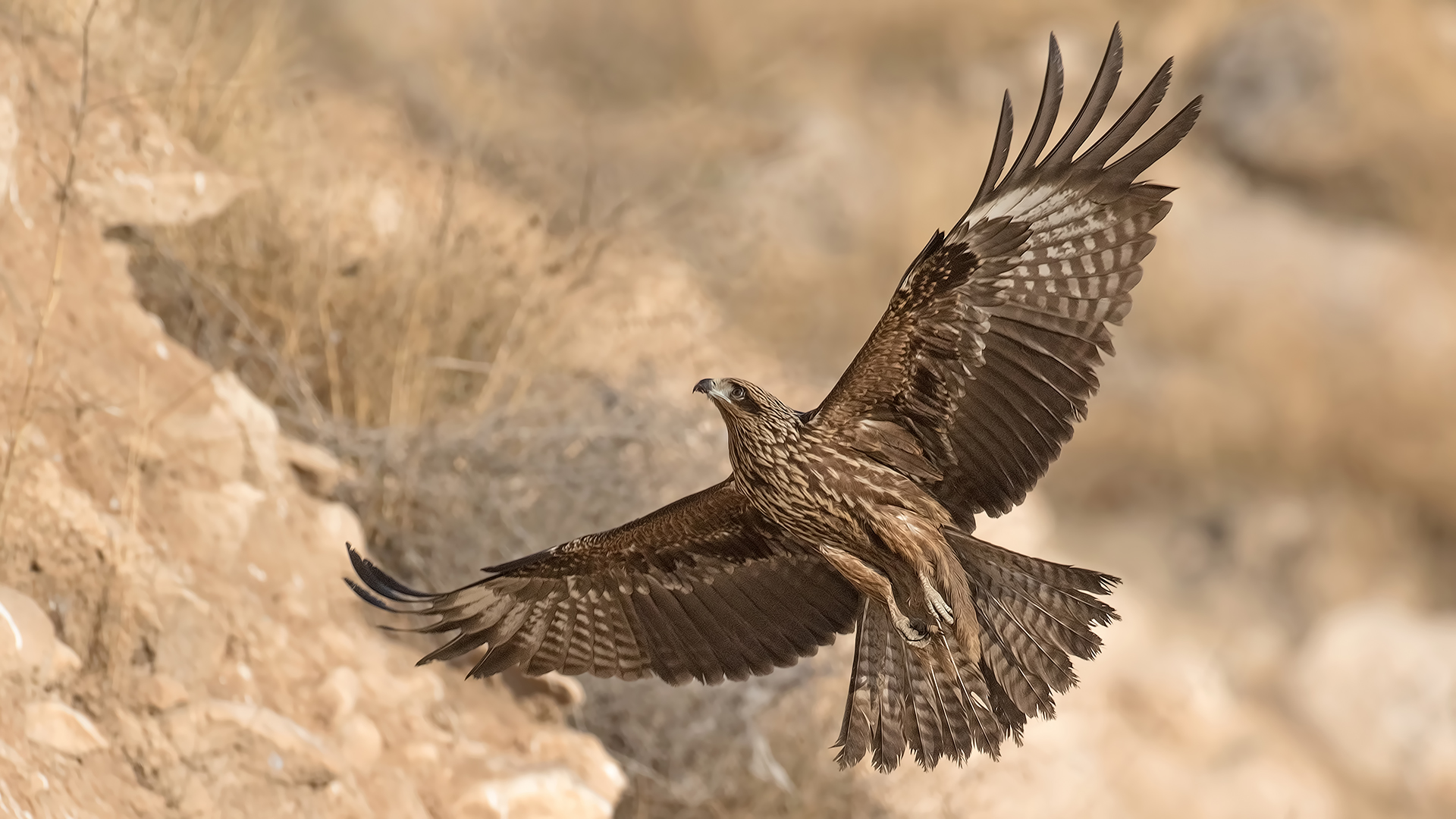 Kara çaylak » Black Kite » Milvus migrans