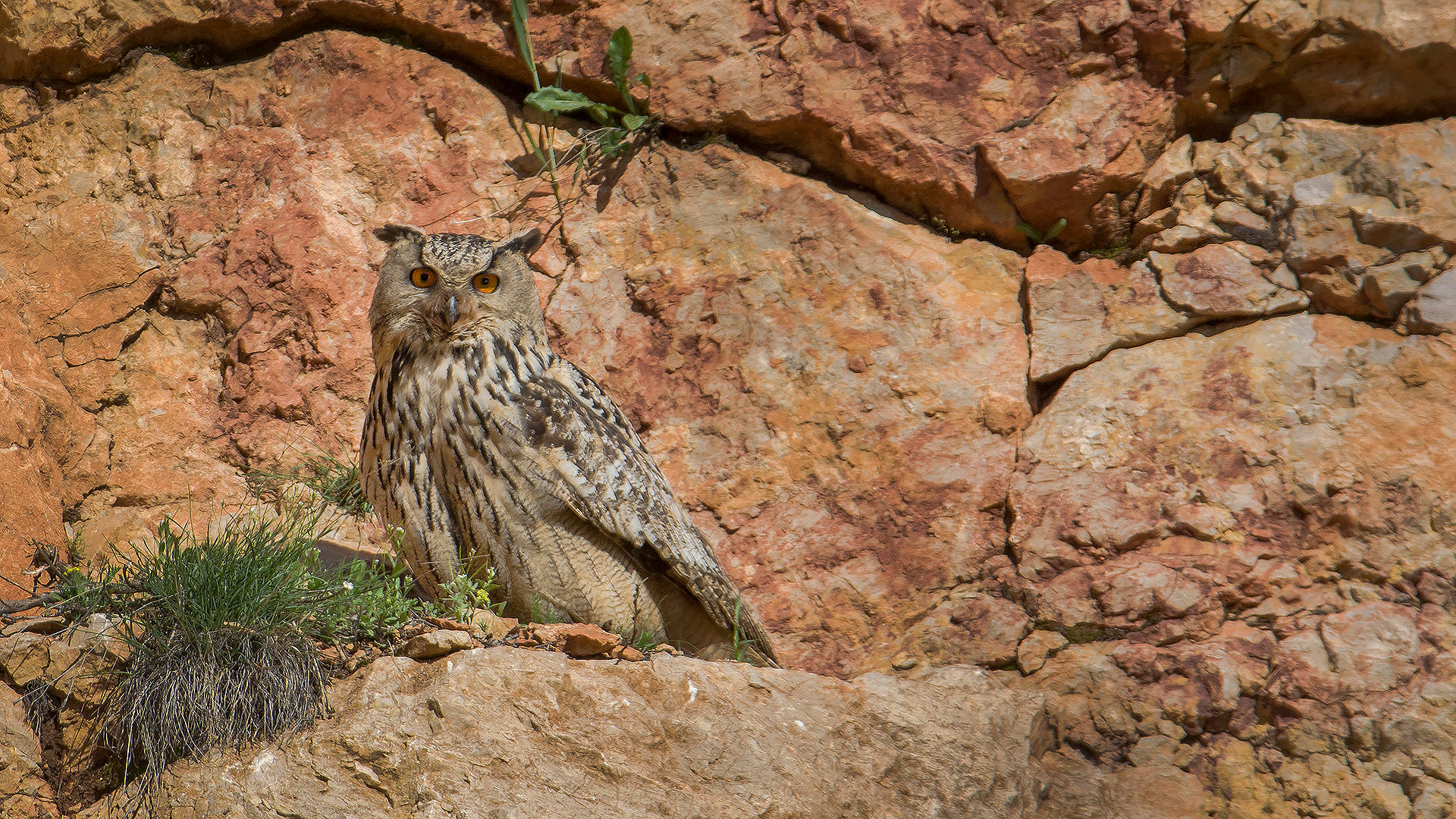 Puhu » Eurasian Eagle-Owl » Bubo bubo