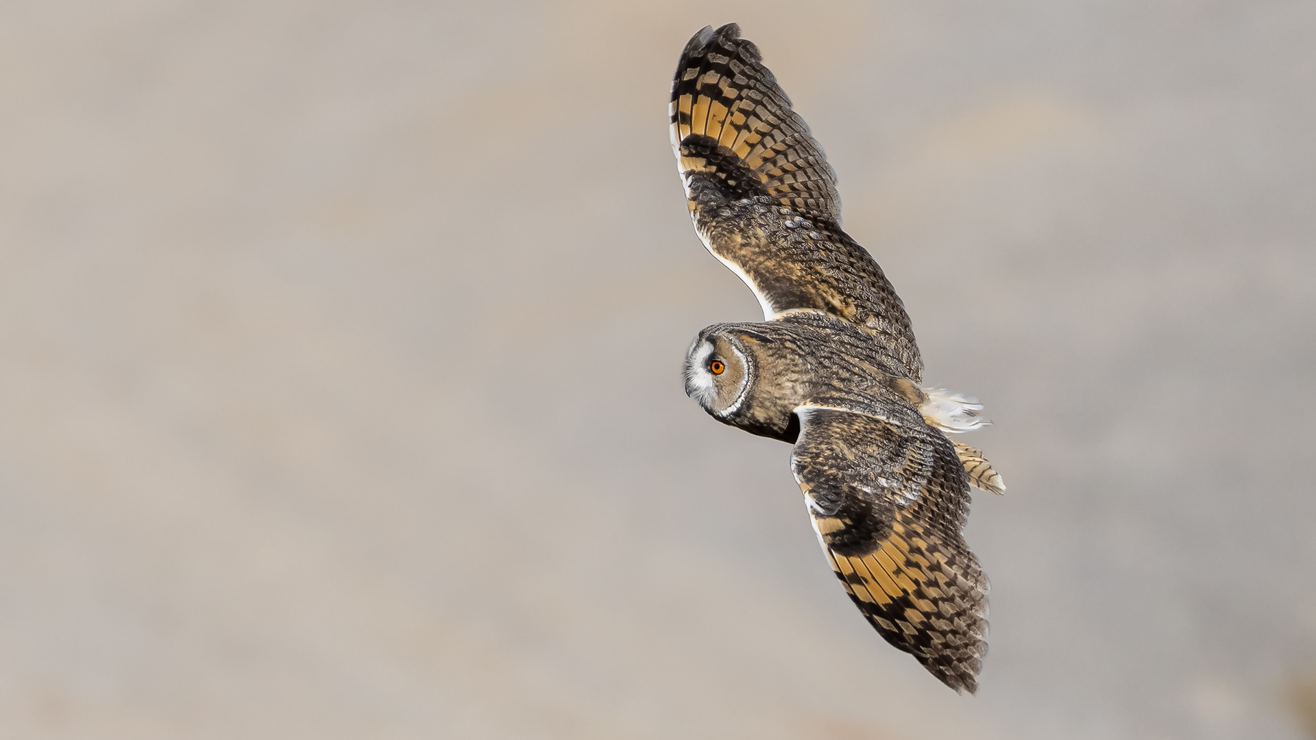 Kulaklı orman baykuşu » Long-eared Owl » Asio otus