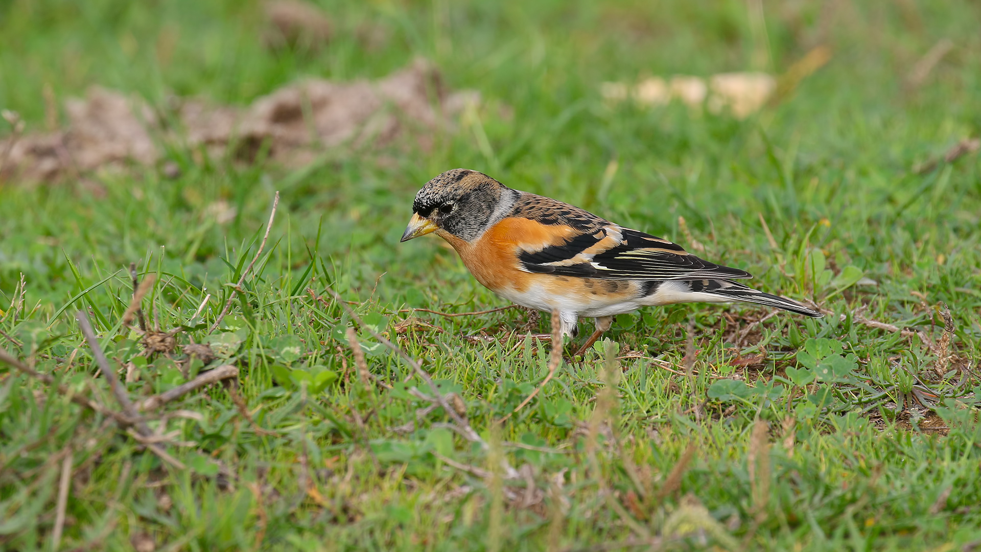 Dağ ispinozu » Brambling » Fringilla montifringilla