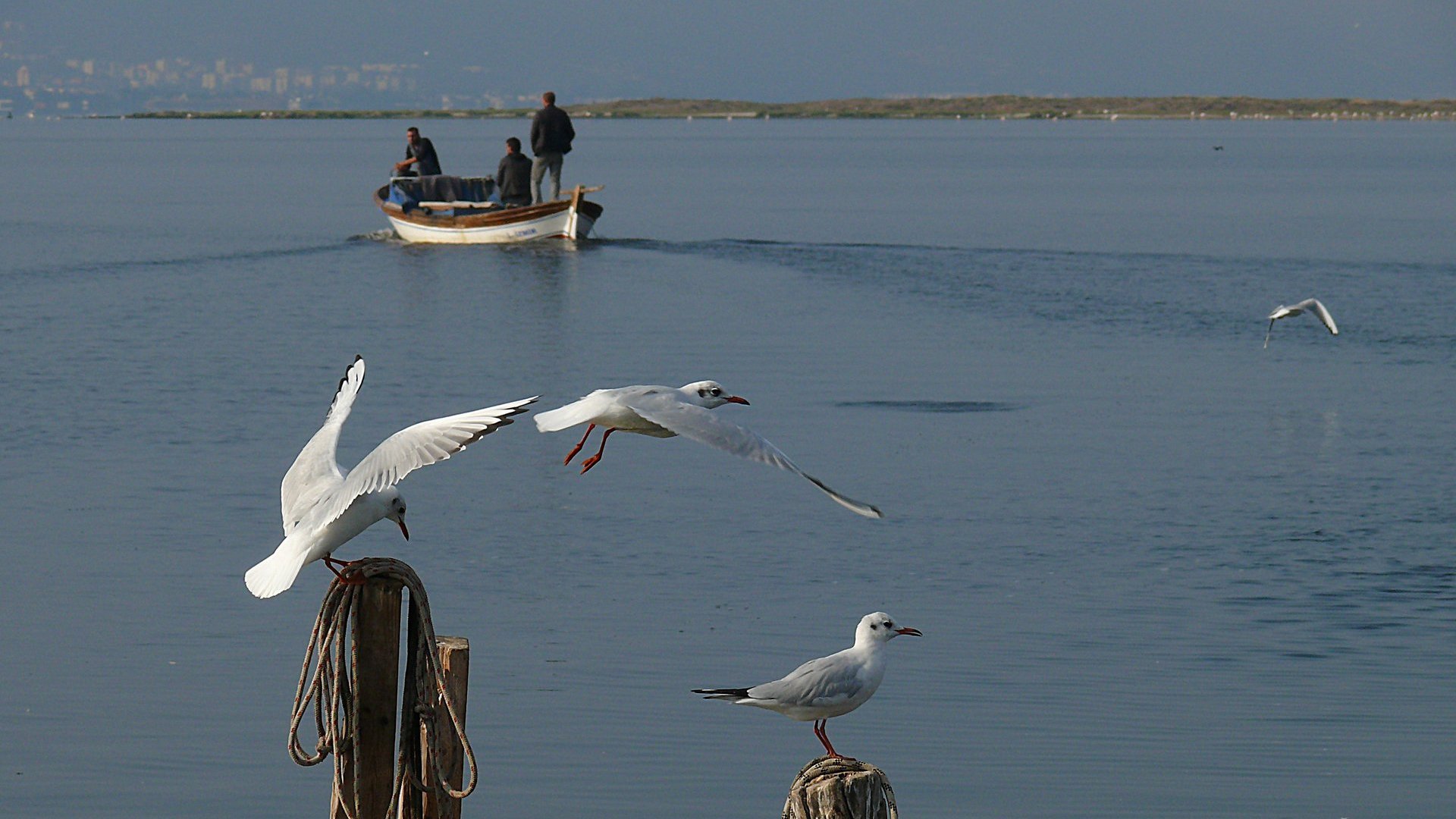 Karabaş martı