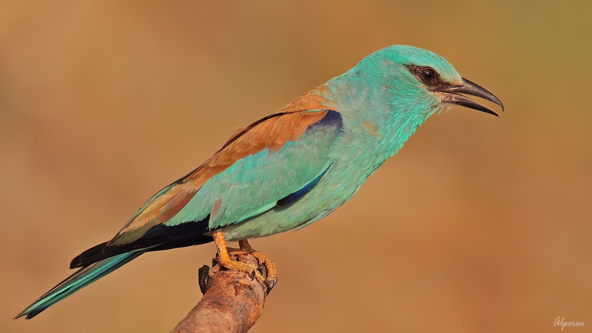 Gökkuzgun » European Roller » Coracias garrulus