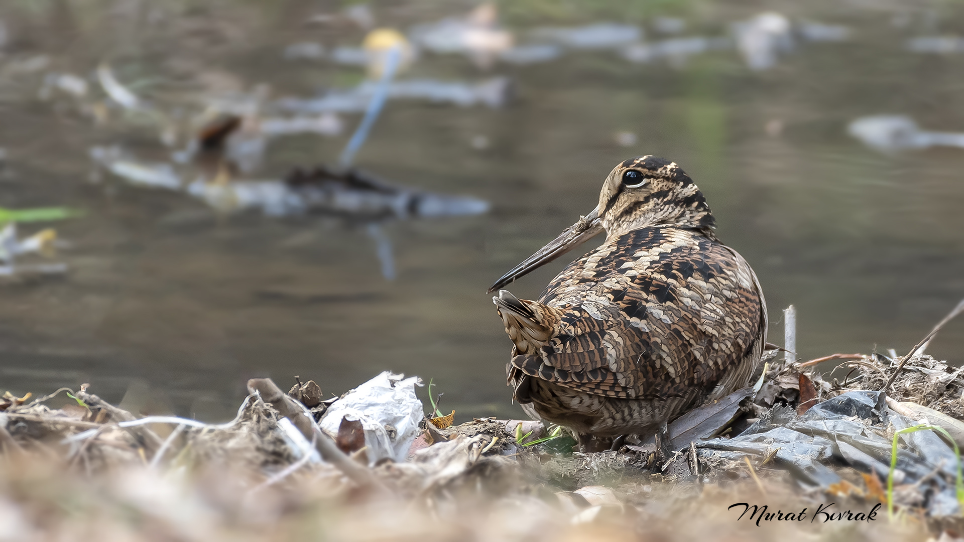 Çulluk » Eurasian Woodcock » Scolopax rusticola