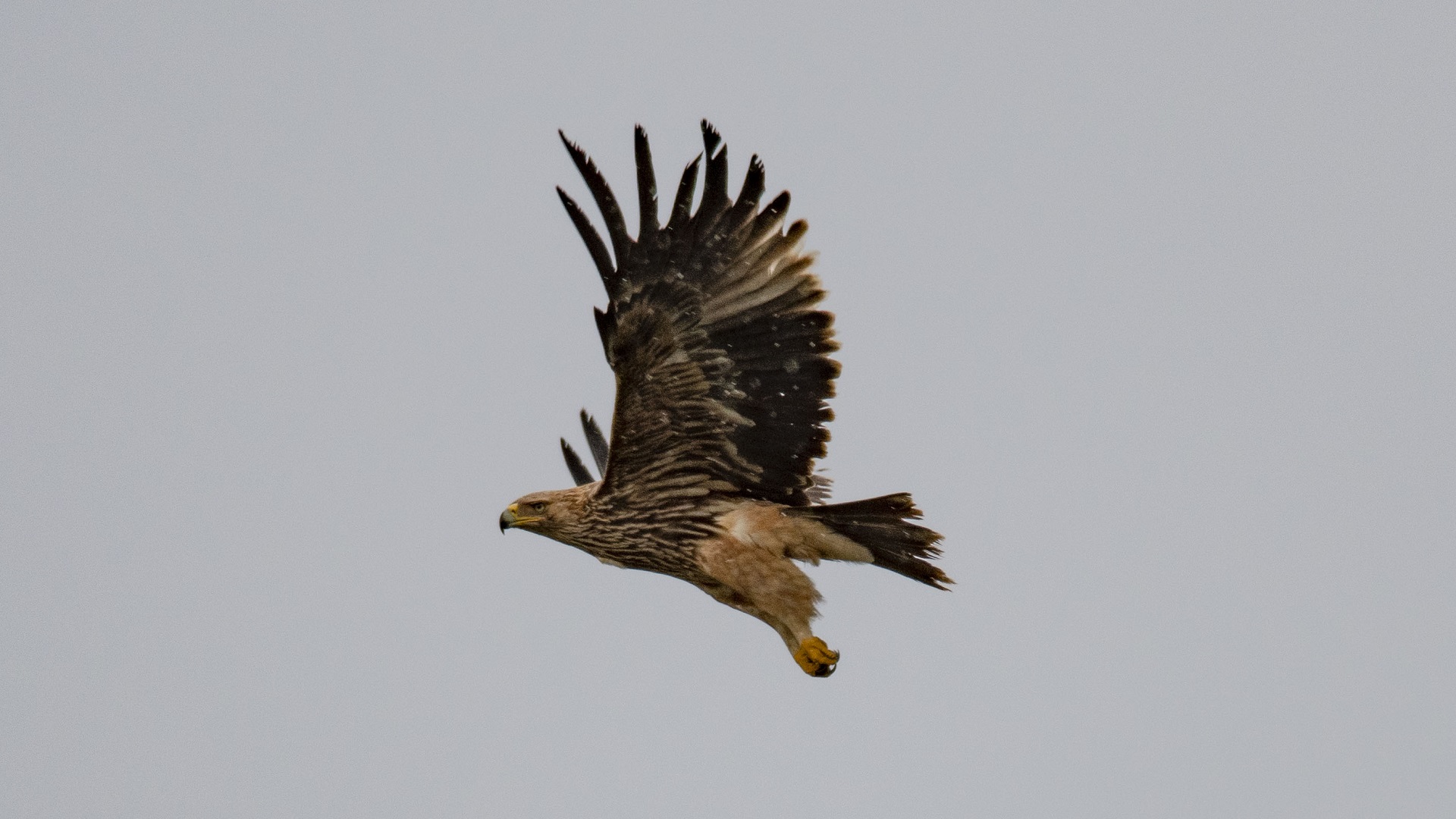 Şah kartal » Eastern Imperial Eagle » Aquila heliaca