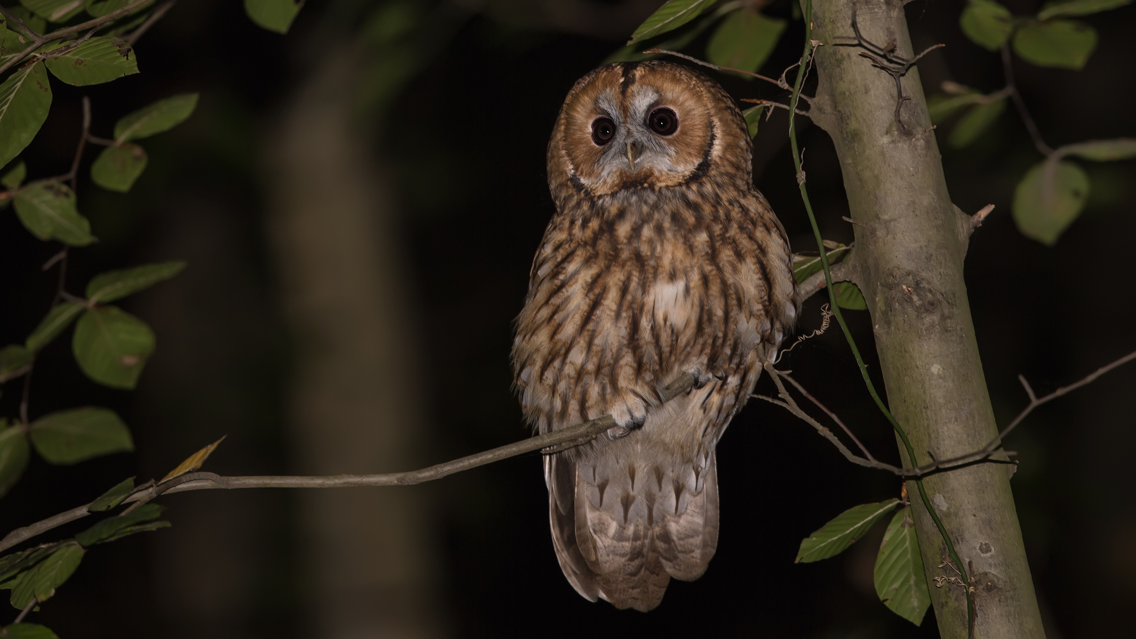 Alaca baykuş » Tawny Owl » Strix aluco