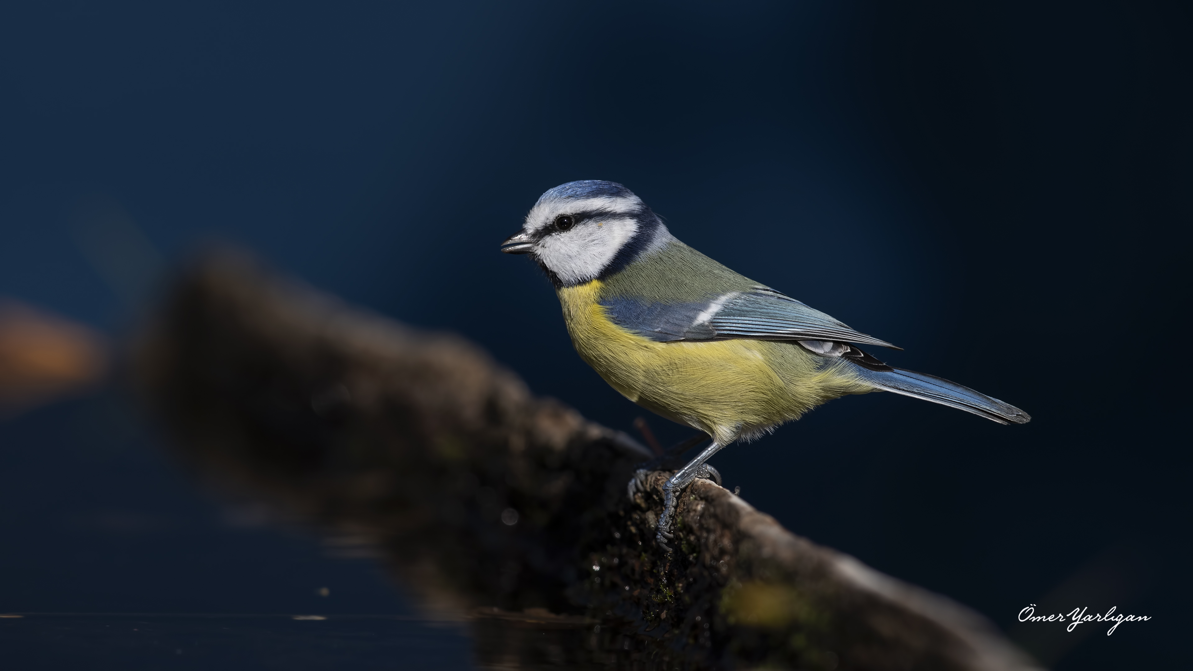 Mavi baştankara » Eurasian Blue Tit » Cyanistes caeruleus