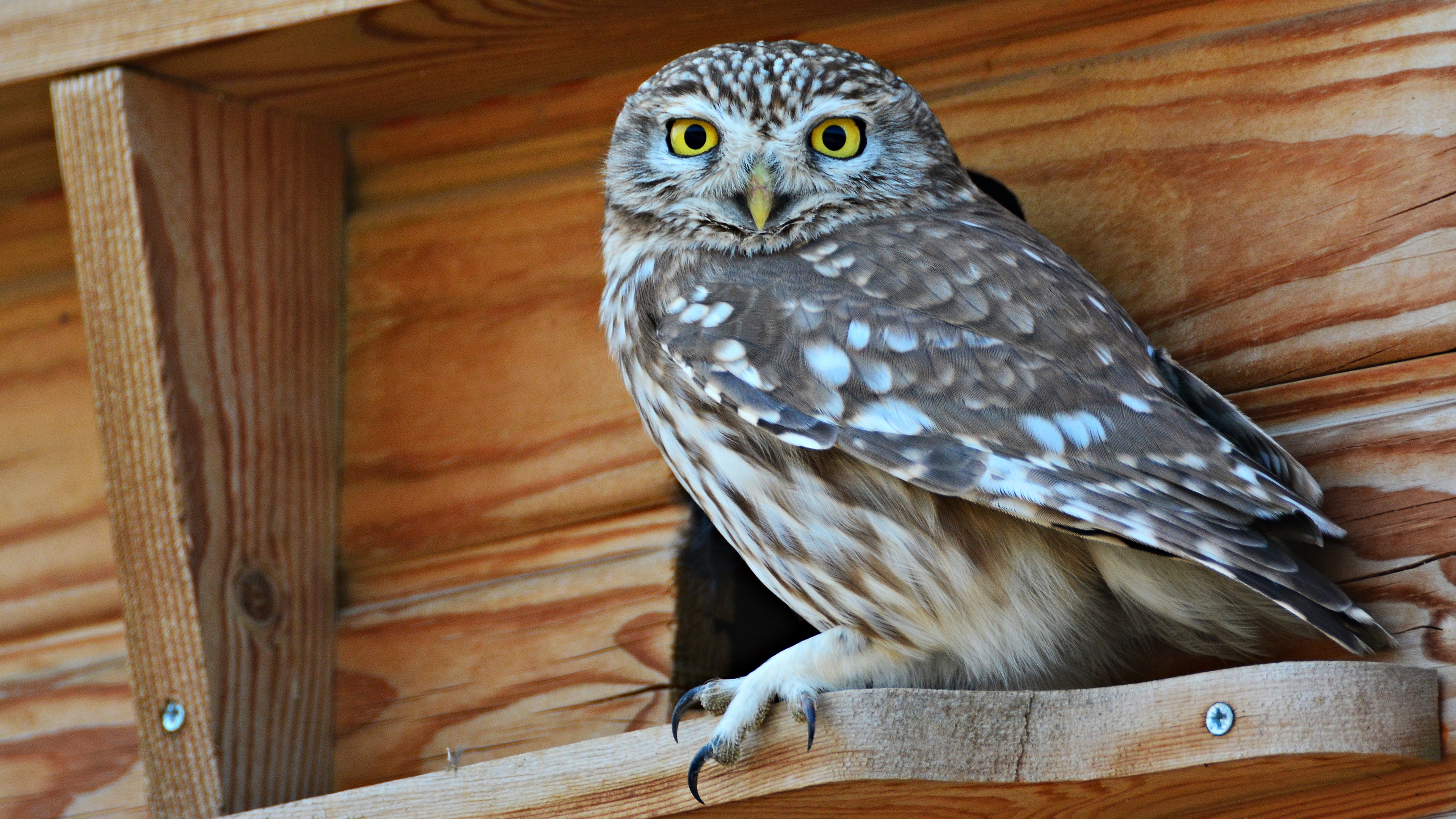 Kukumav » Little Owl » Athene noctua