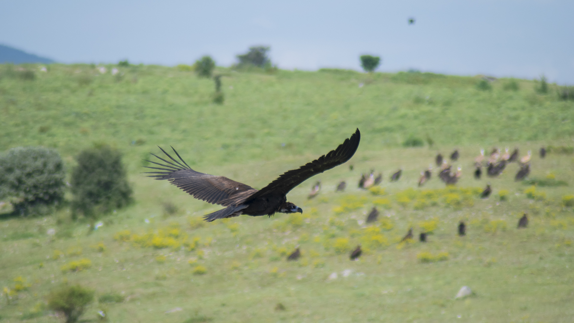 Kara akbaba » Cinereous Vulture » Aegypius monachus