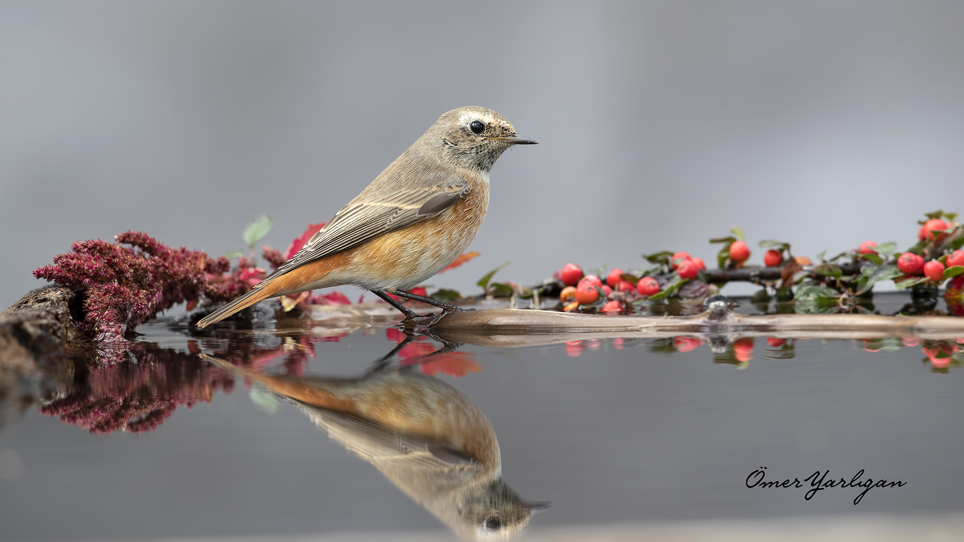 Kızılkuyruk » Common Redstart » Phoenicurus phoenicurus