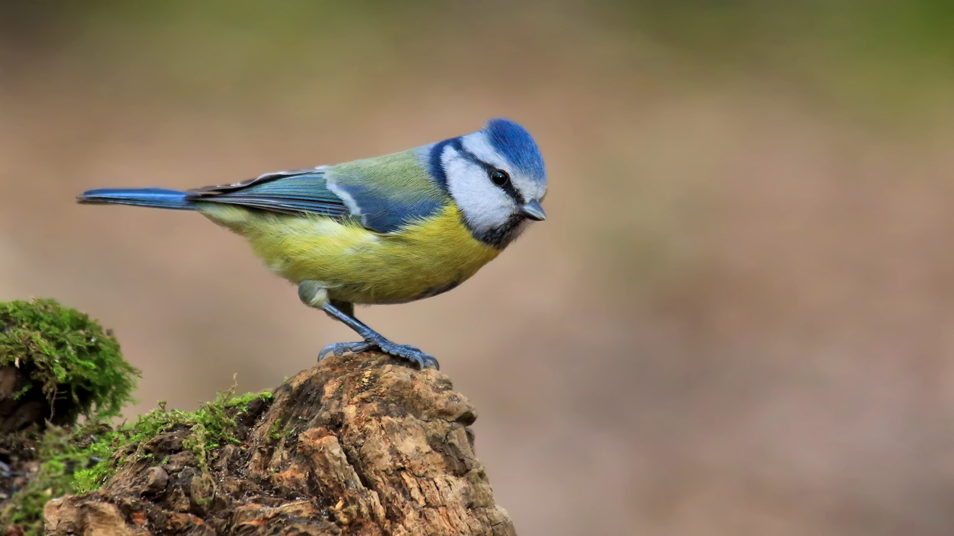 Mavi baştankara » Eurasian Blue Tit » Cyanistes caeruleus