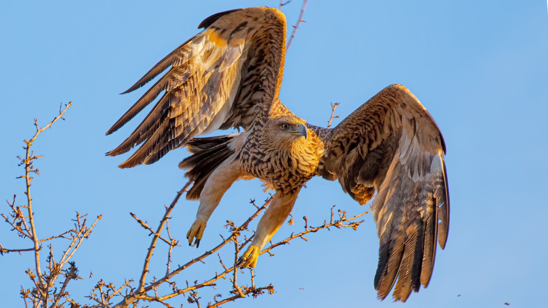 Şah kartal » Eastern Imperial Eagle » Aquila heliaca