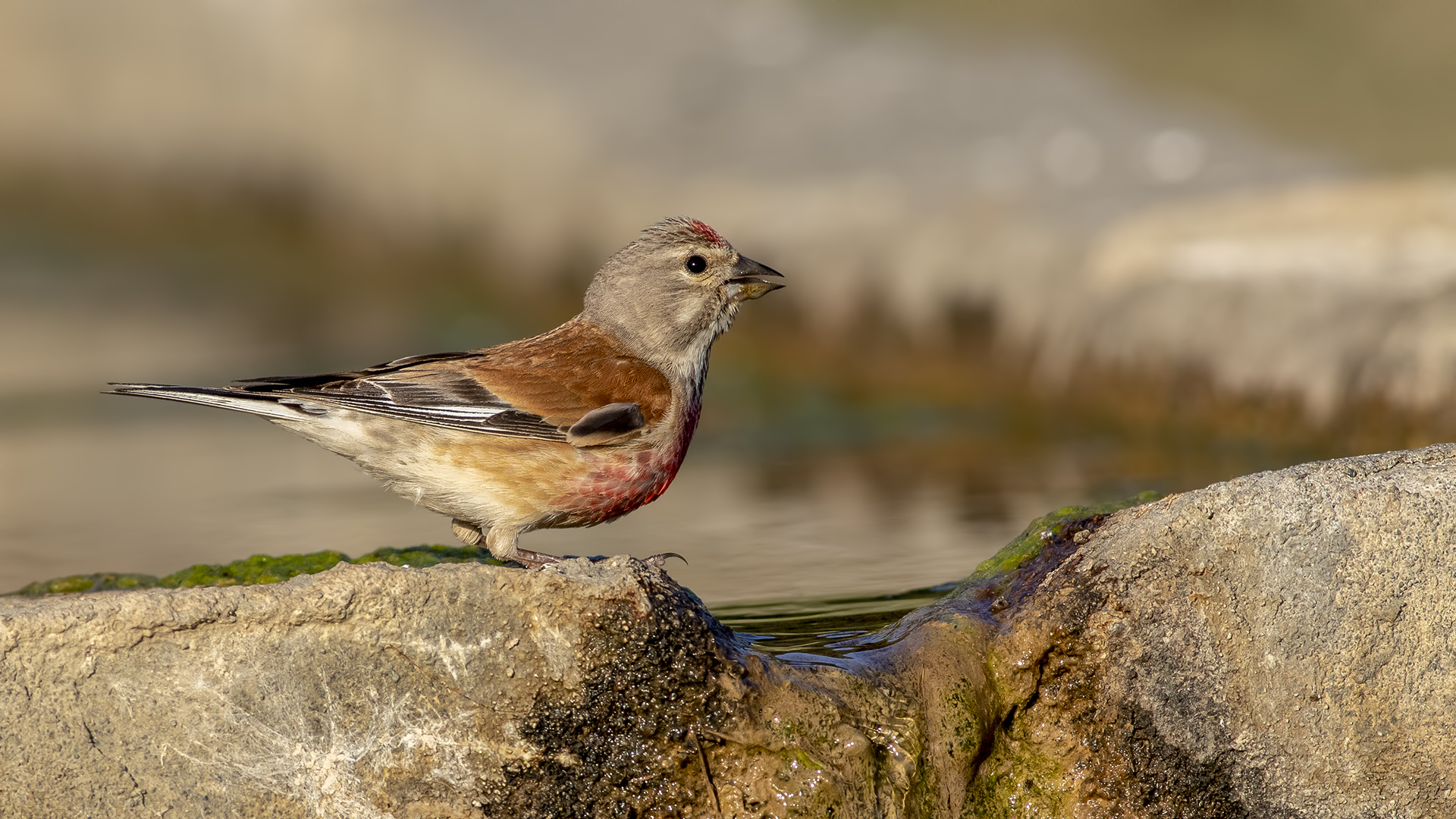 Ketenkuşu » Common Linnet » Linaria cannabina