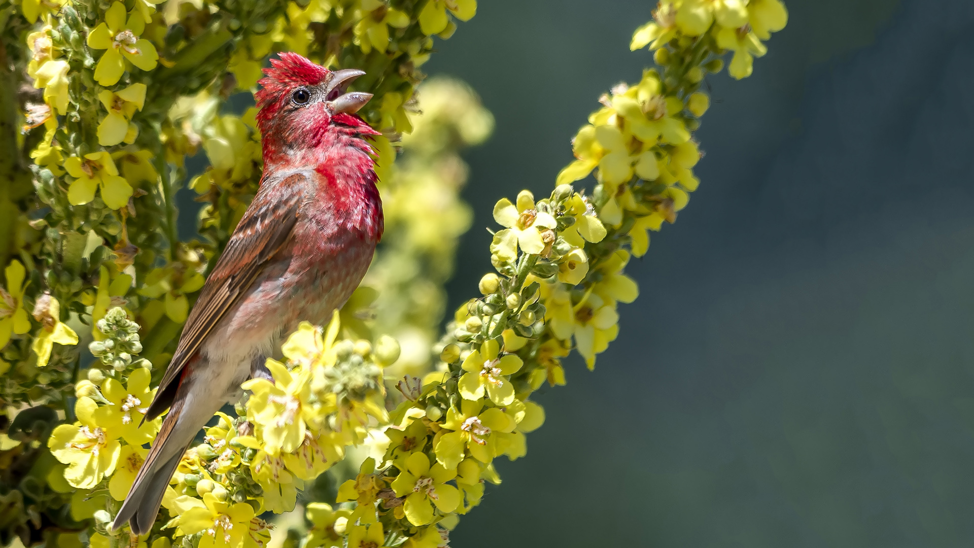 Çütre » Common Rosefinch » Carpodacus erythrinus