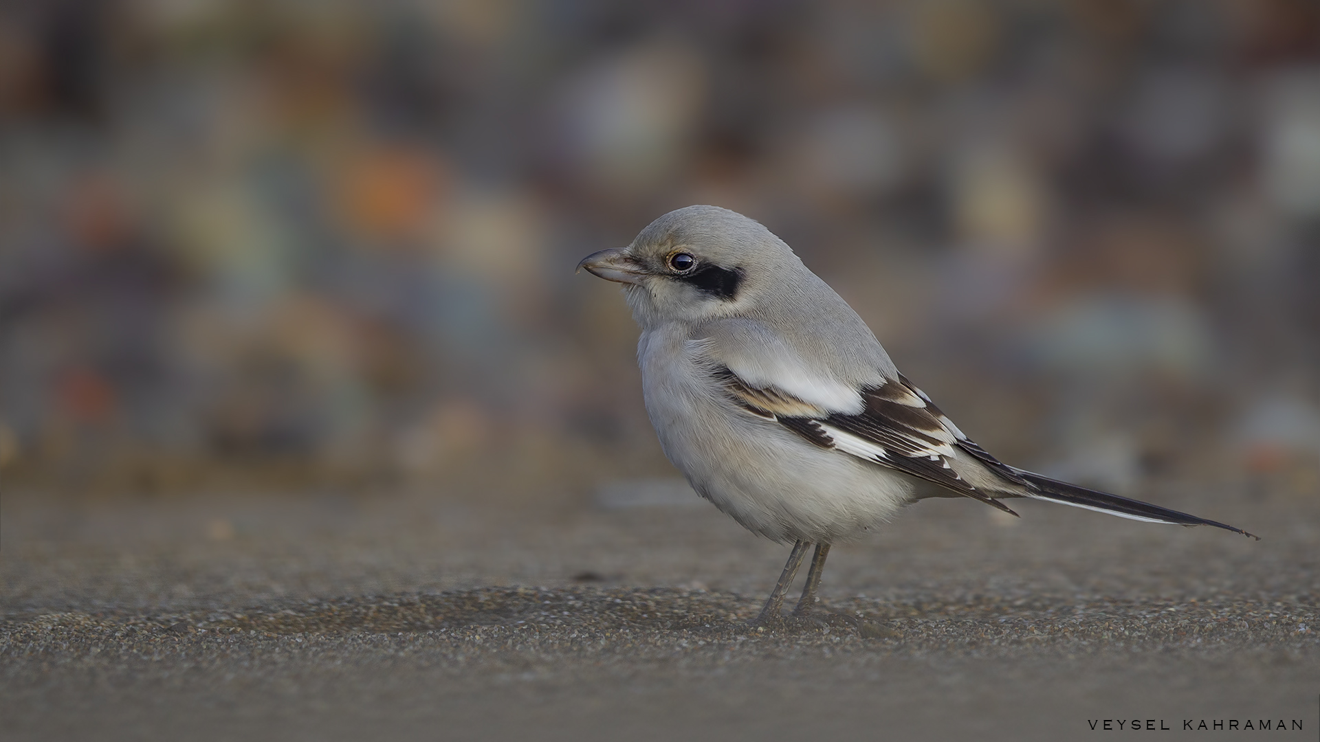 Büyük örümcekkuşu » Great Grey Shrike » Lanius excubitor