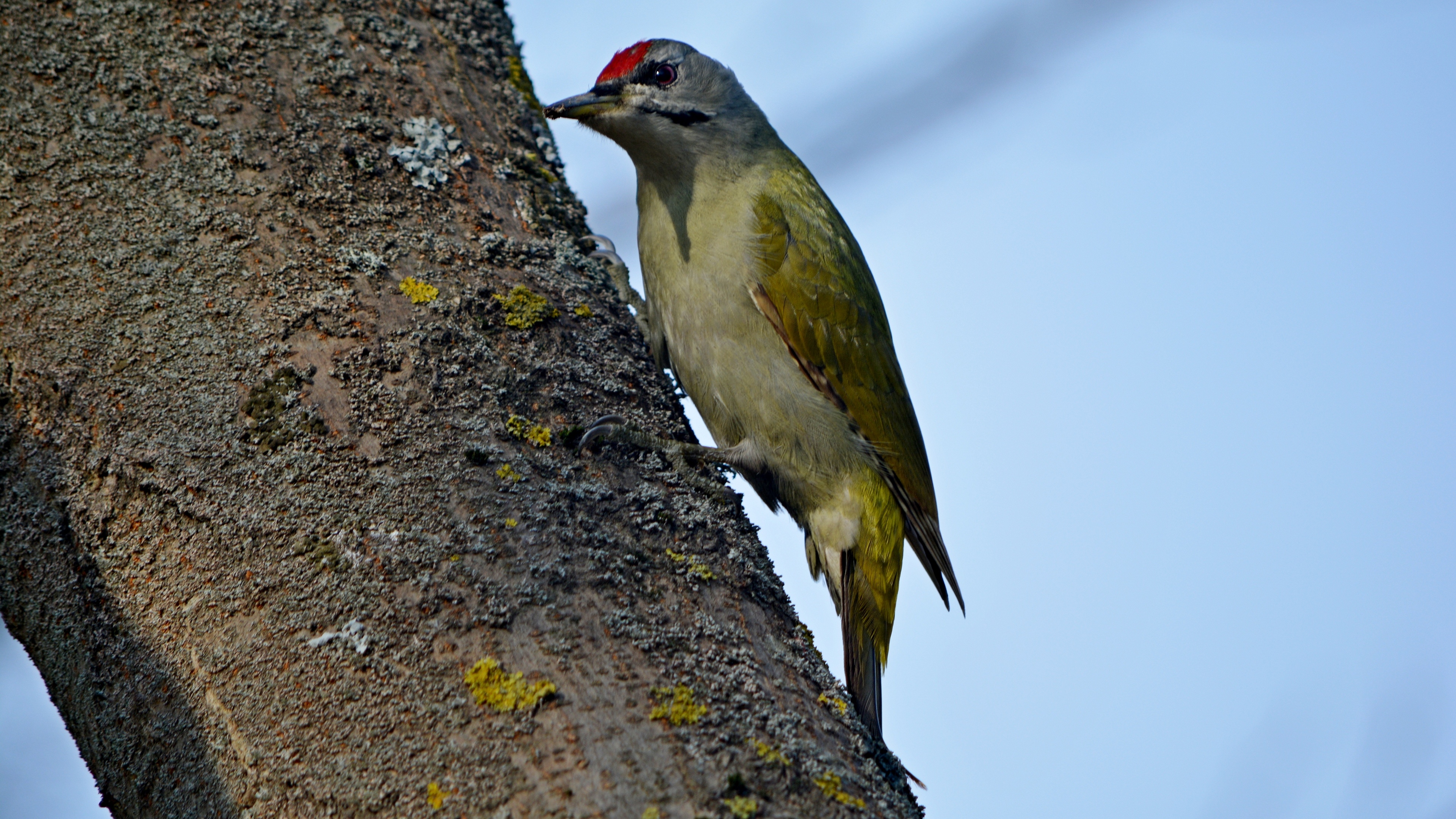 Küçük yeşil ağaçkakan » Grey-headed Woodpecker » Picus canus