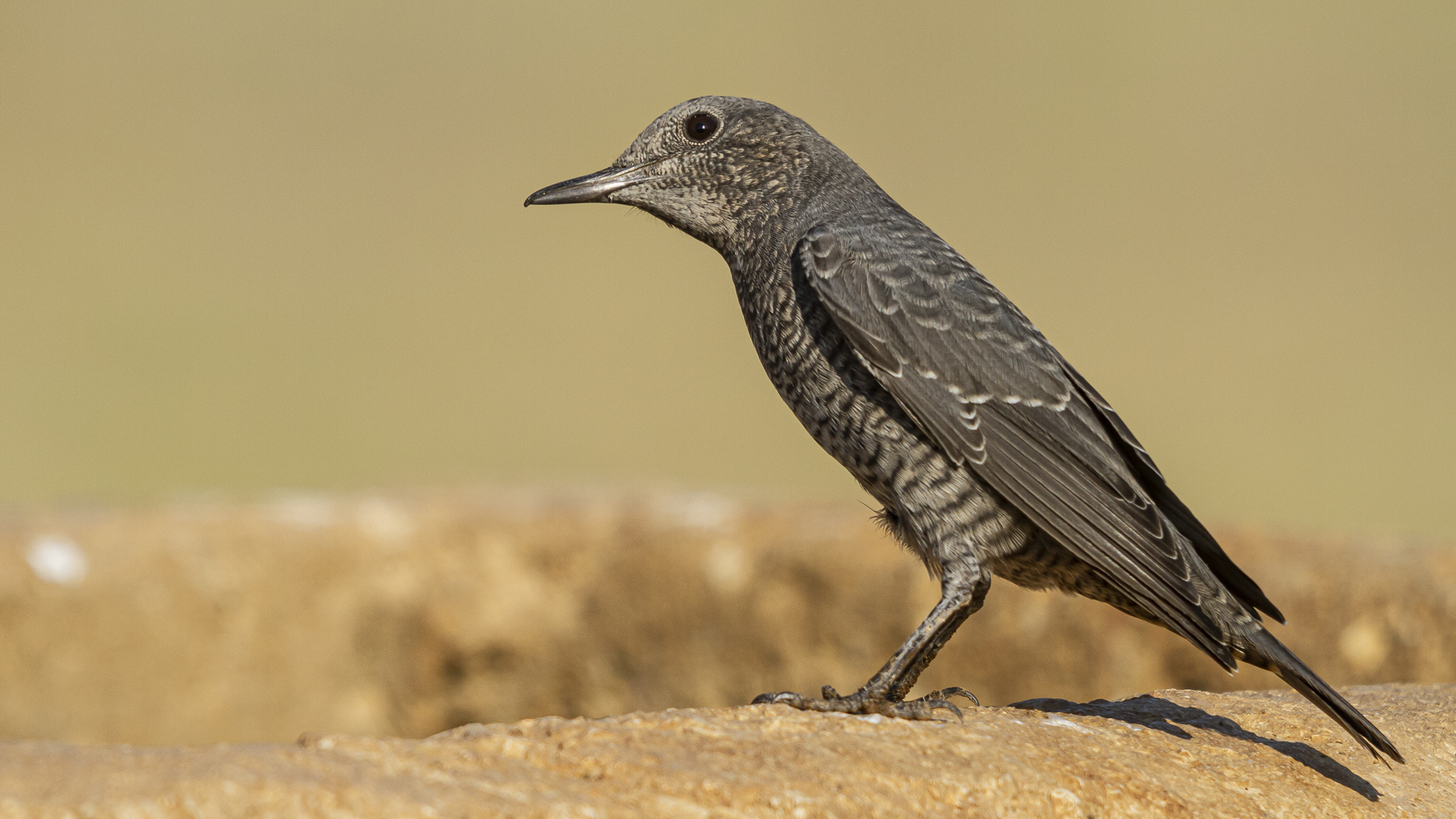 Gökardıç » Blue Rock Thrush » Monticola solitarius