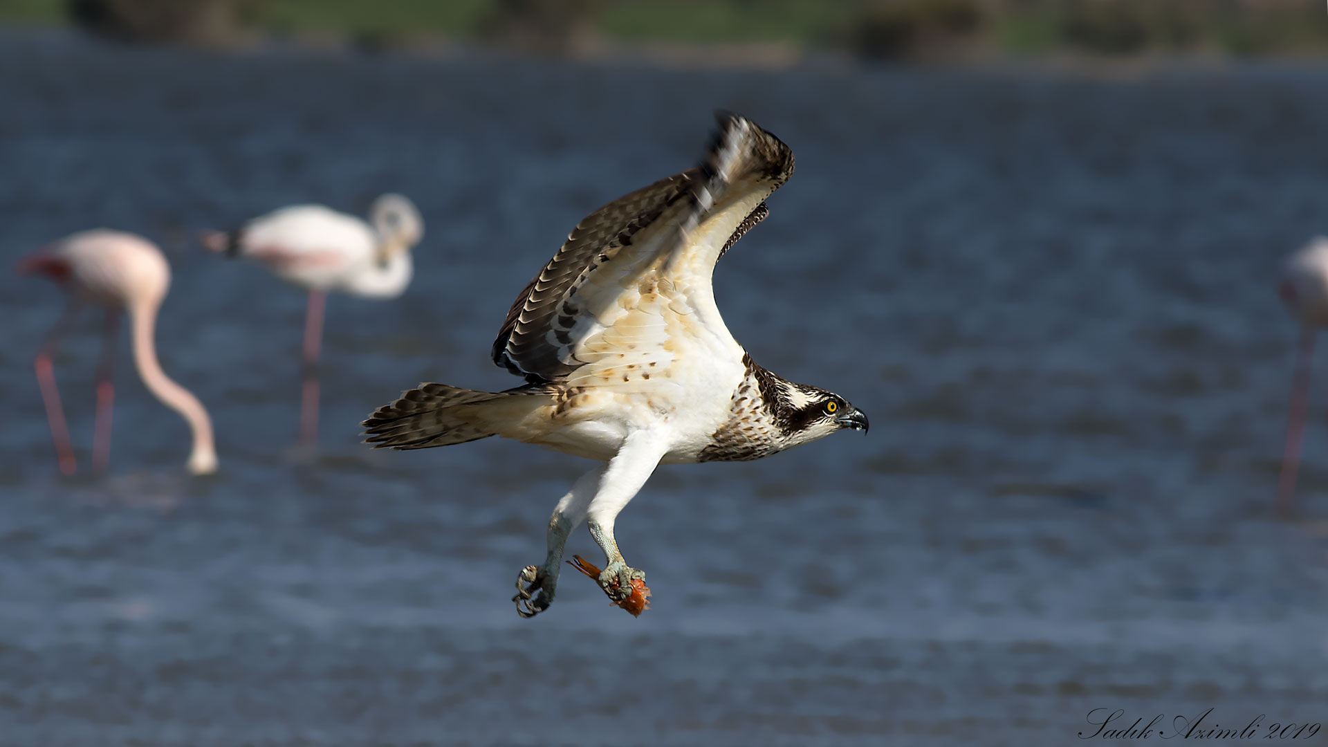 Balık kartalı » Western Osprey » Pandion haliaetus