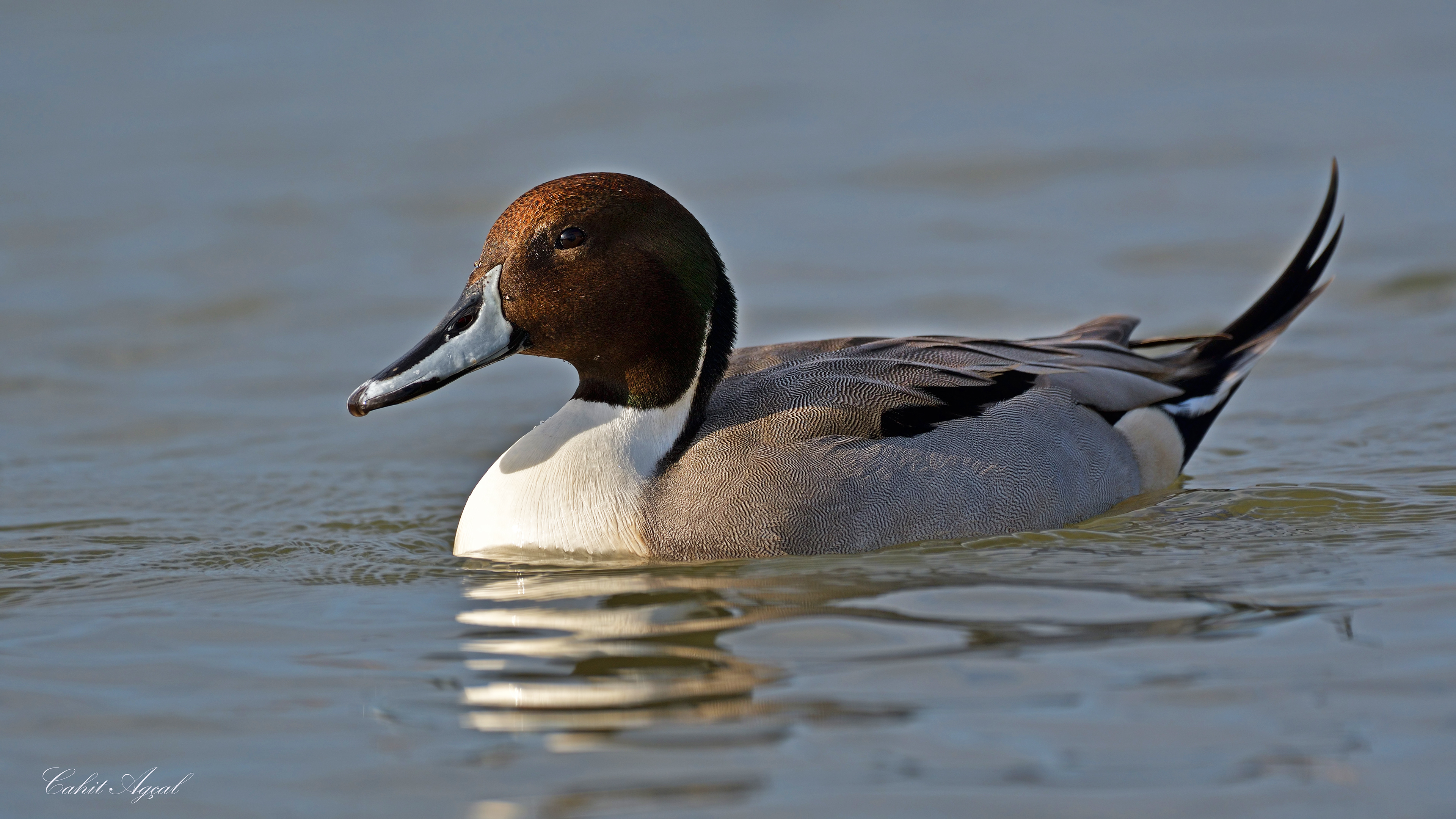 Kılkuyruk » Northern Pintail » Anas acuta