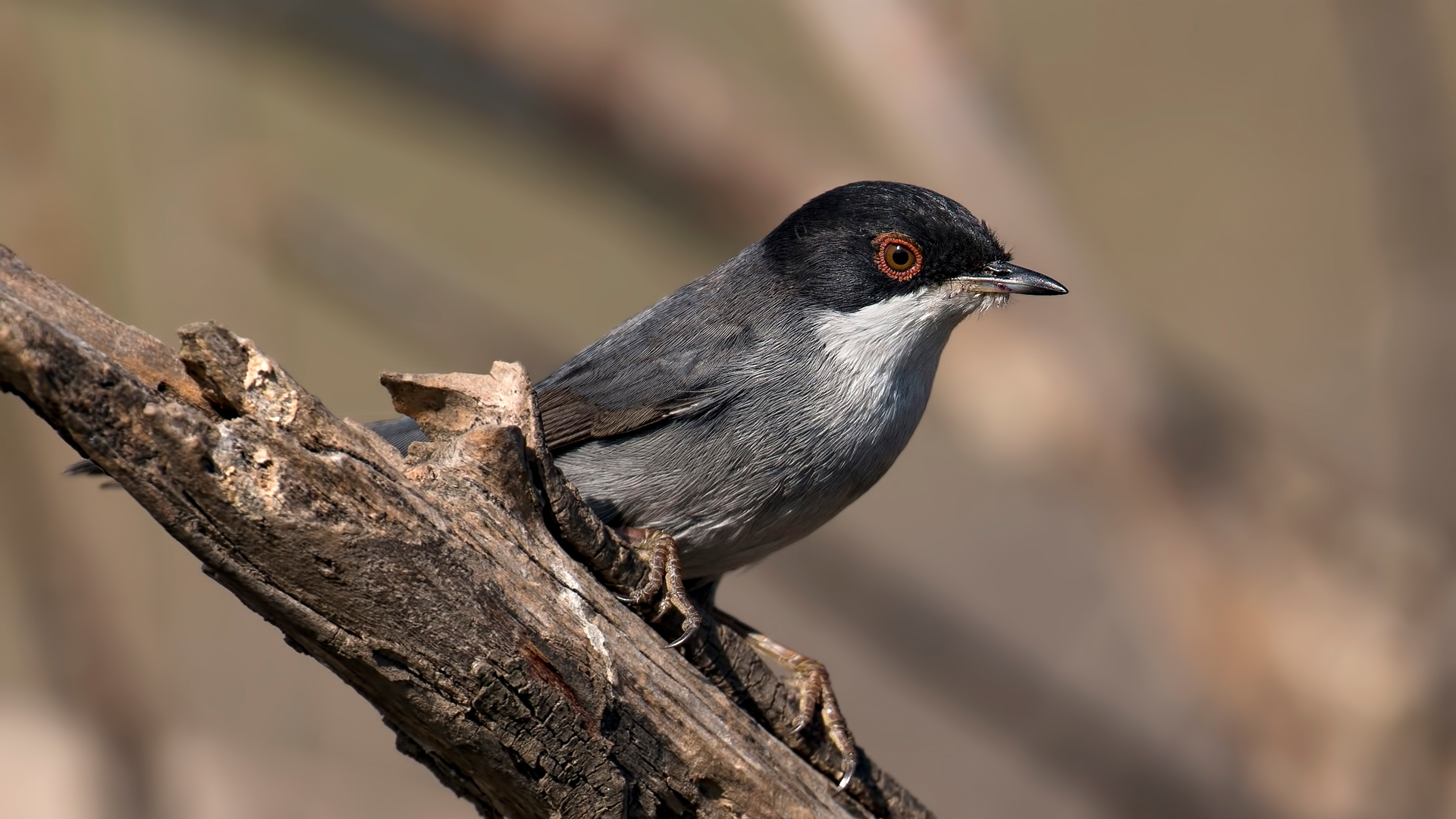 Maskeli ötleğen » Sardinian Warbler » Sylvia melanocephala