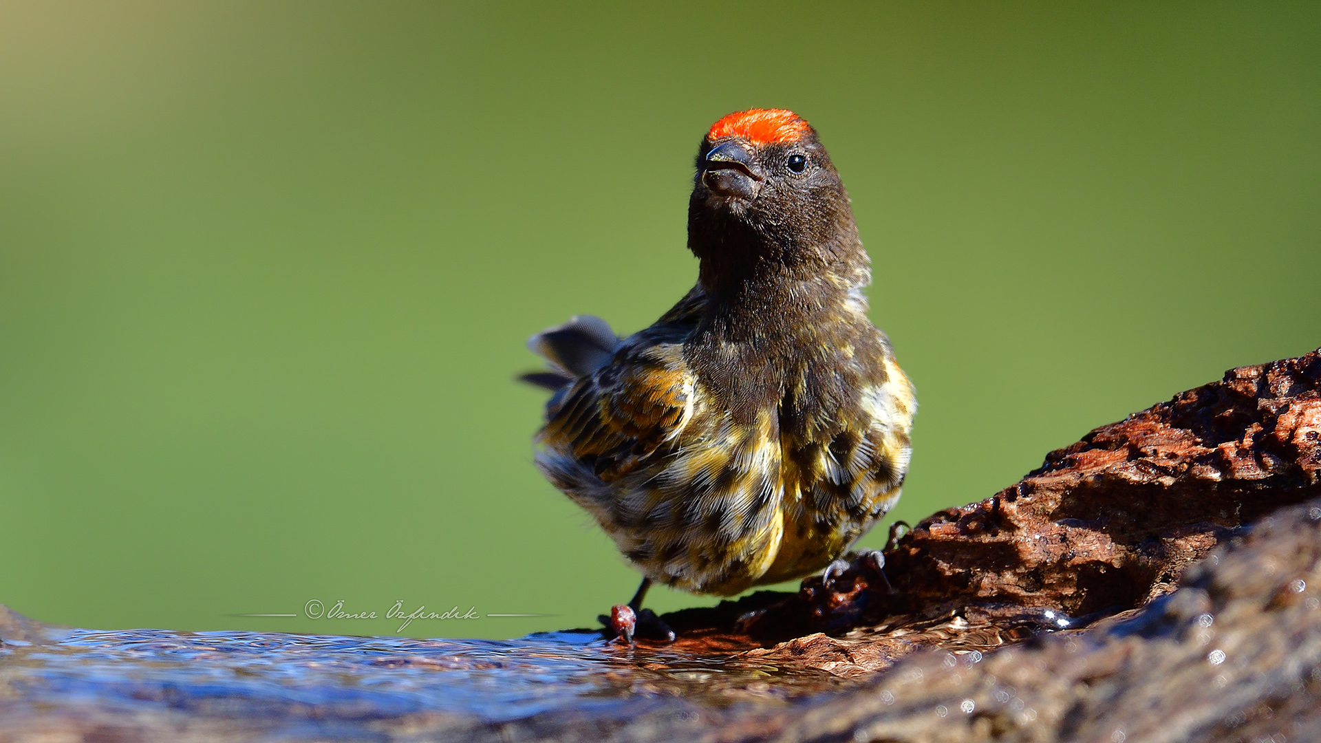 Kara iskete » Red-fronted Serin » Serinus pusillus