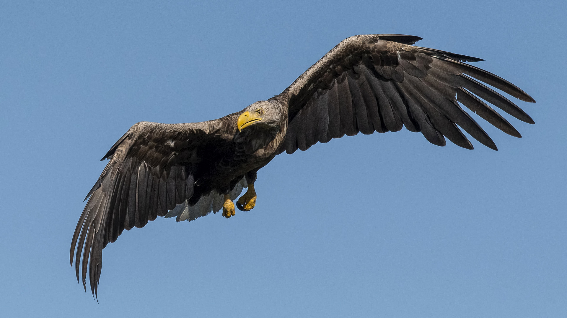 Akkuyruklu kartal » White-tailed Eagle » Haliaeetus albicilla