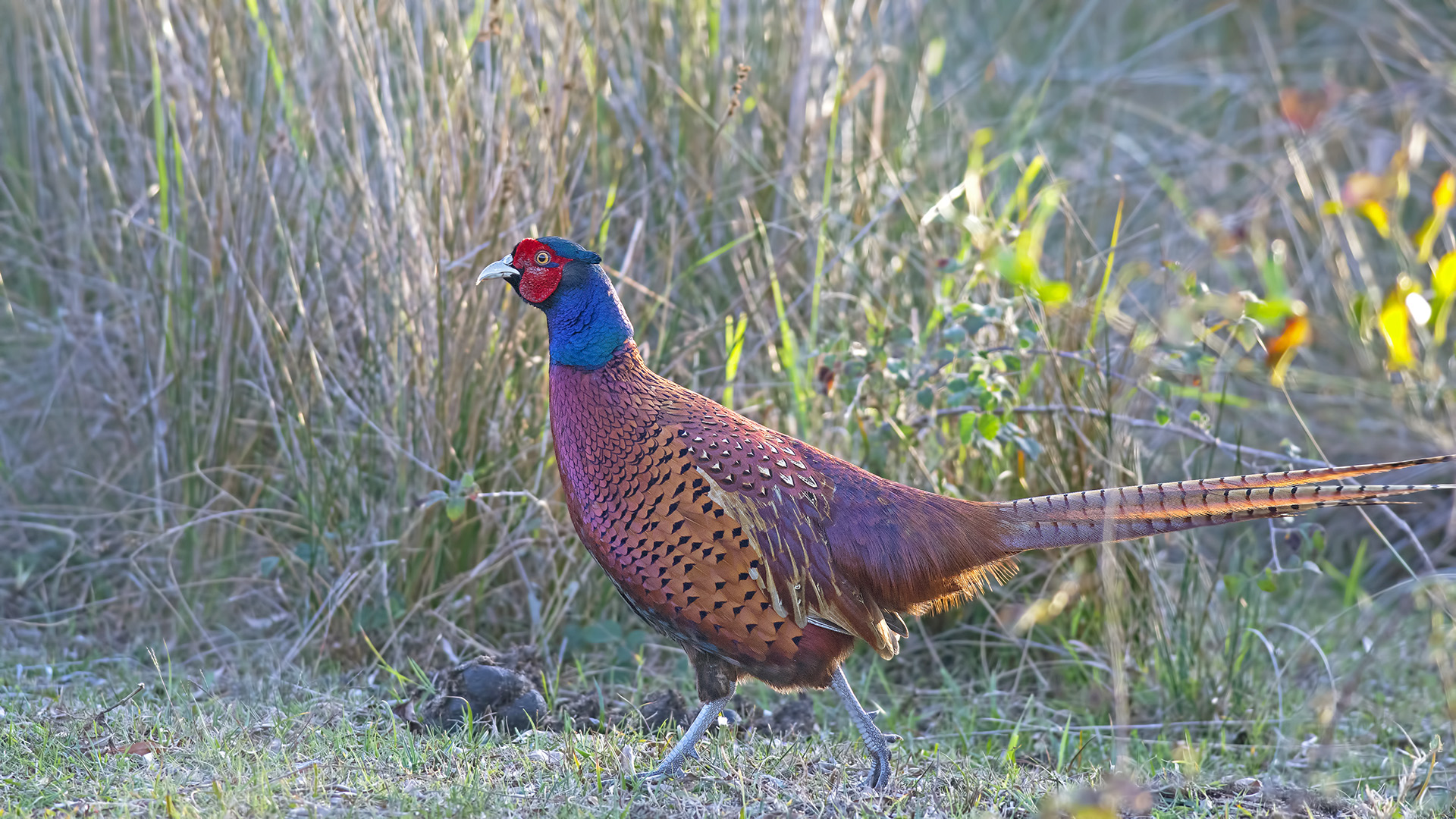 Sülün » Common Pheasant » Phasianus colchicus