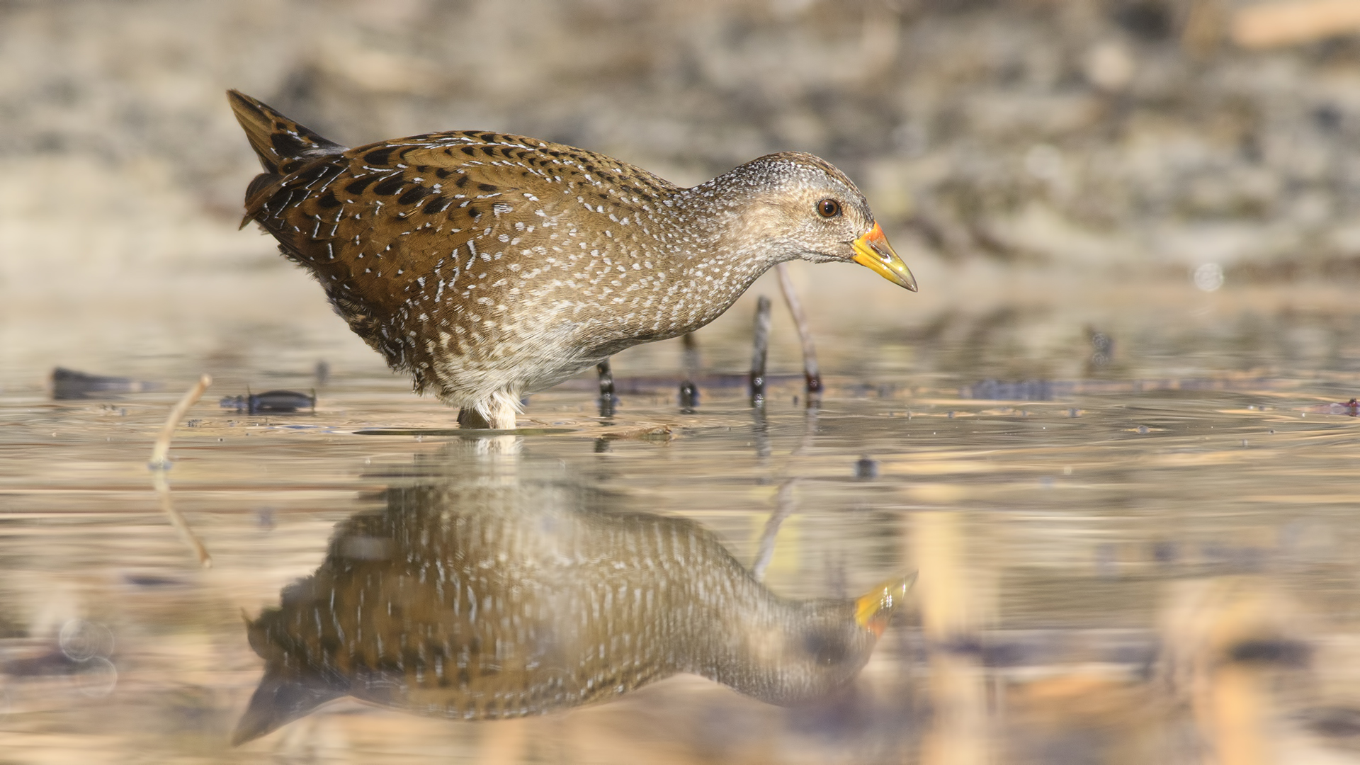 Benekli suyelvesi » Spotted Crake » Porzana porzana