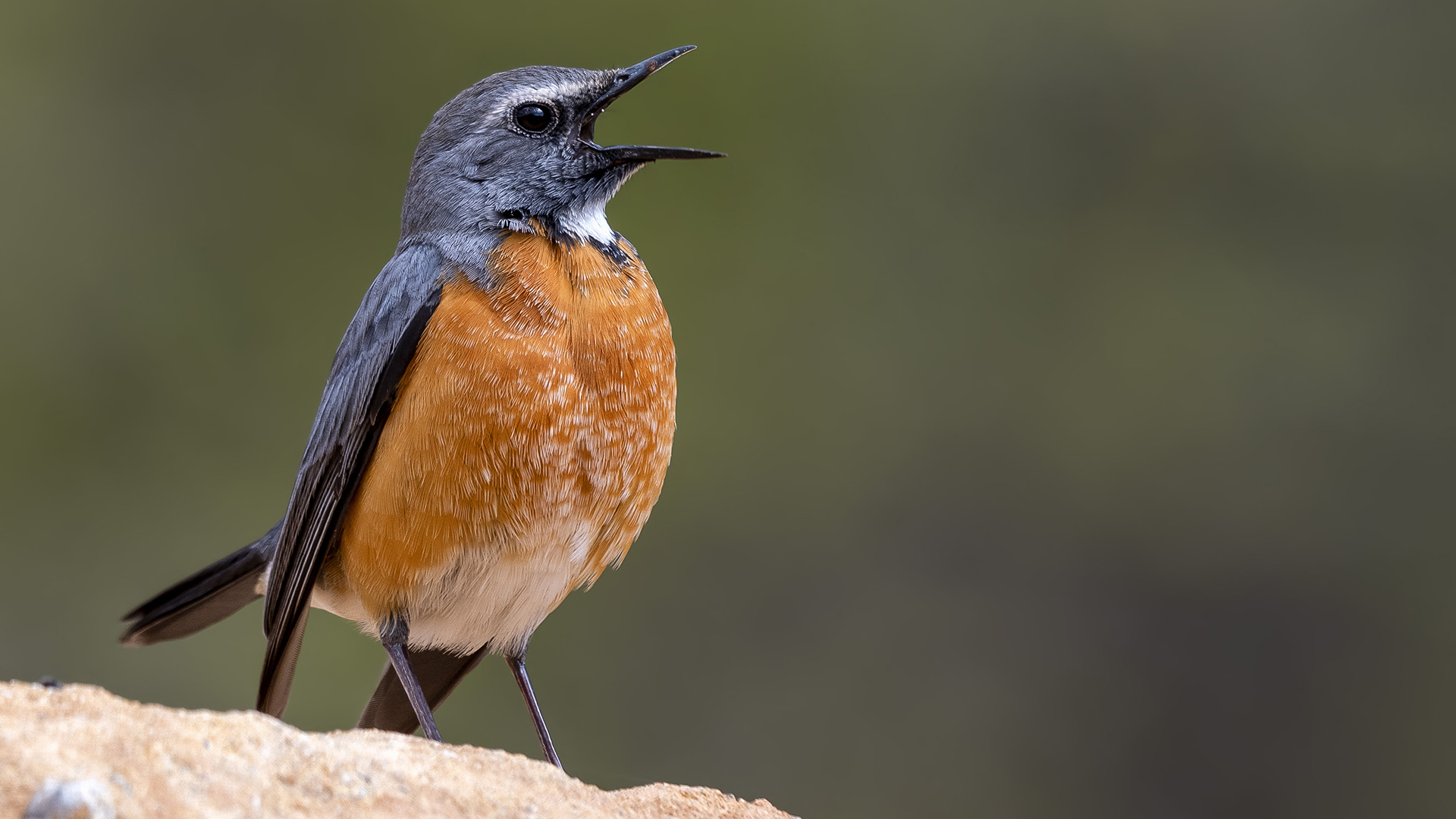 Taşbülbülü » White-throated Robin » Irania gutturalis