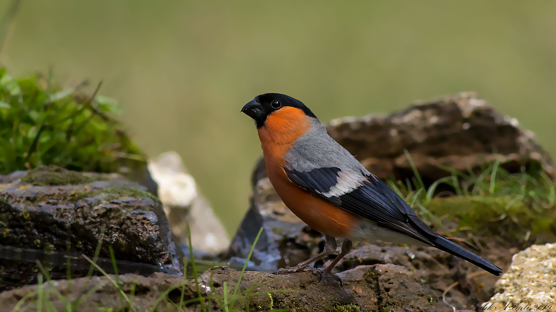 Şakrak » Eurasian Bullfinch » Pyrrhula pyrrhula