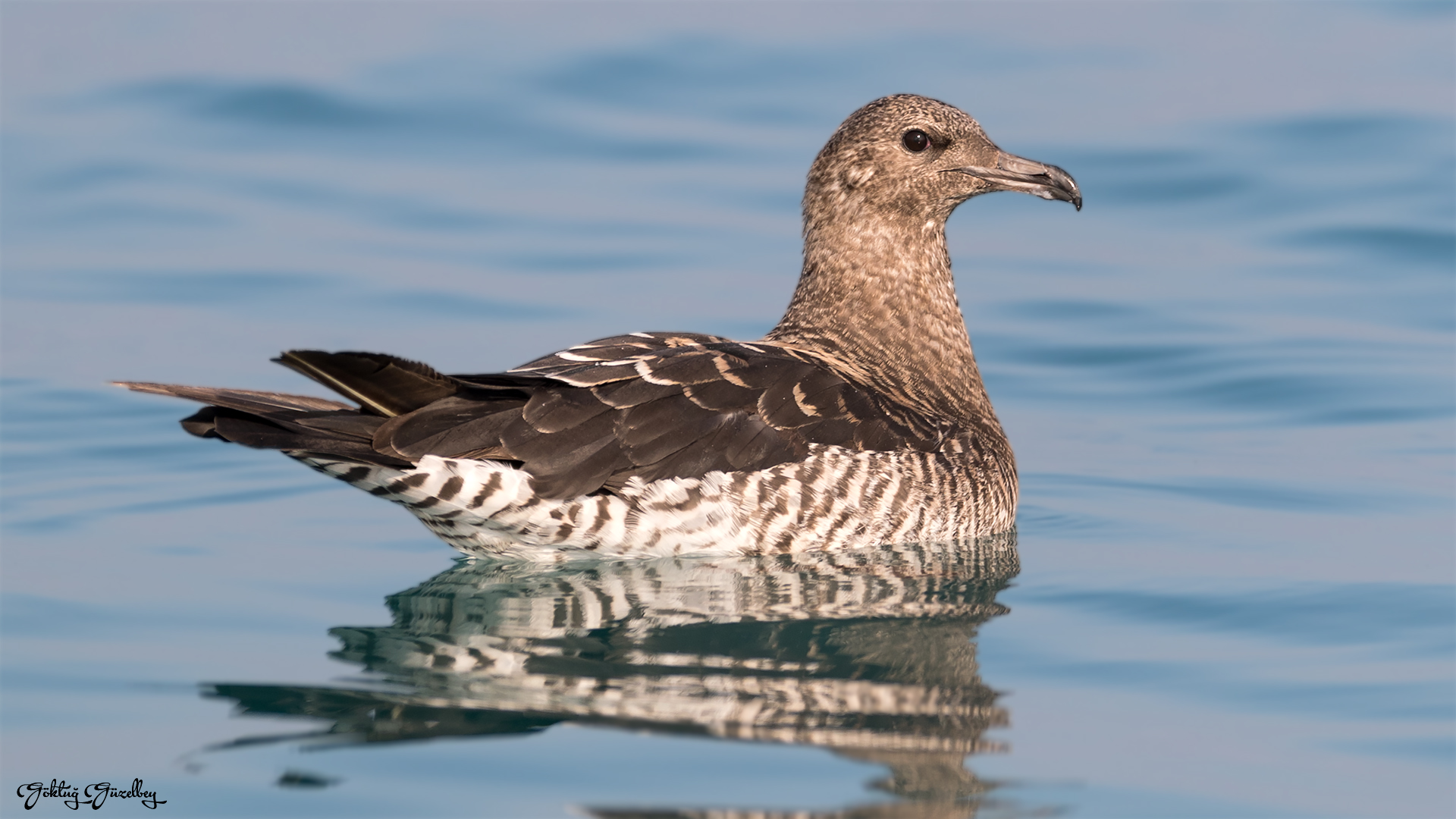 Korsanmartı » Parasitic Jaeger » Stercorarius parasiticus