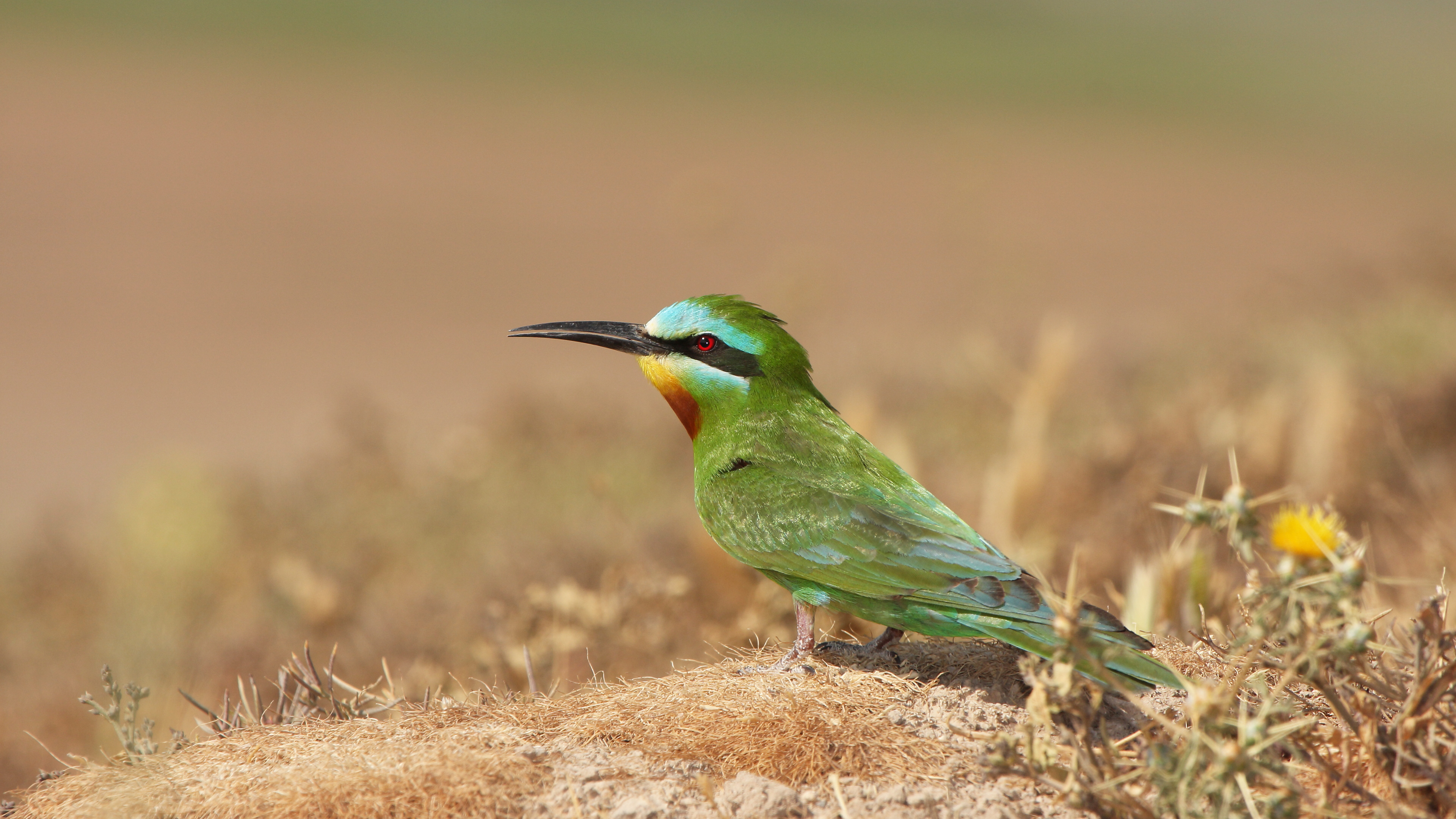 Yeşil arıkuşu » Blue-cheeked Bee-eater » Merops persicus