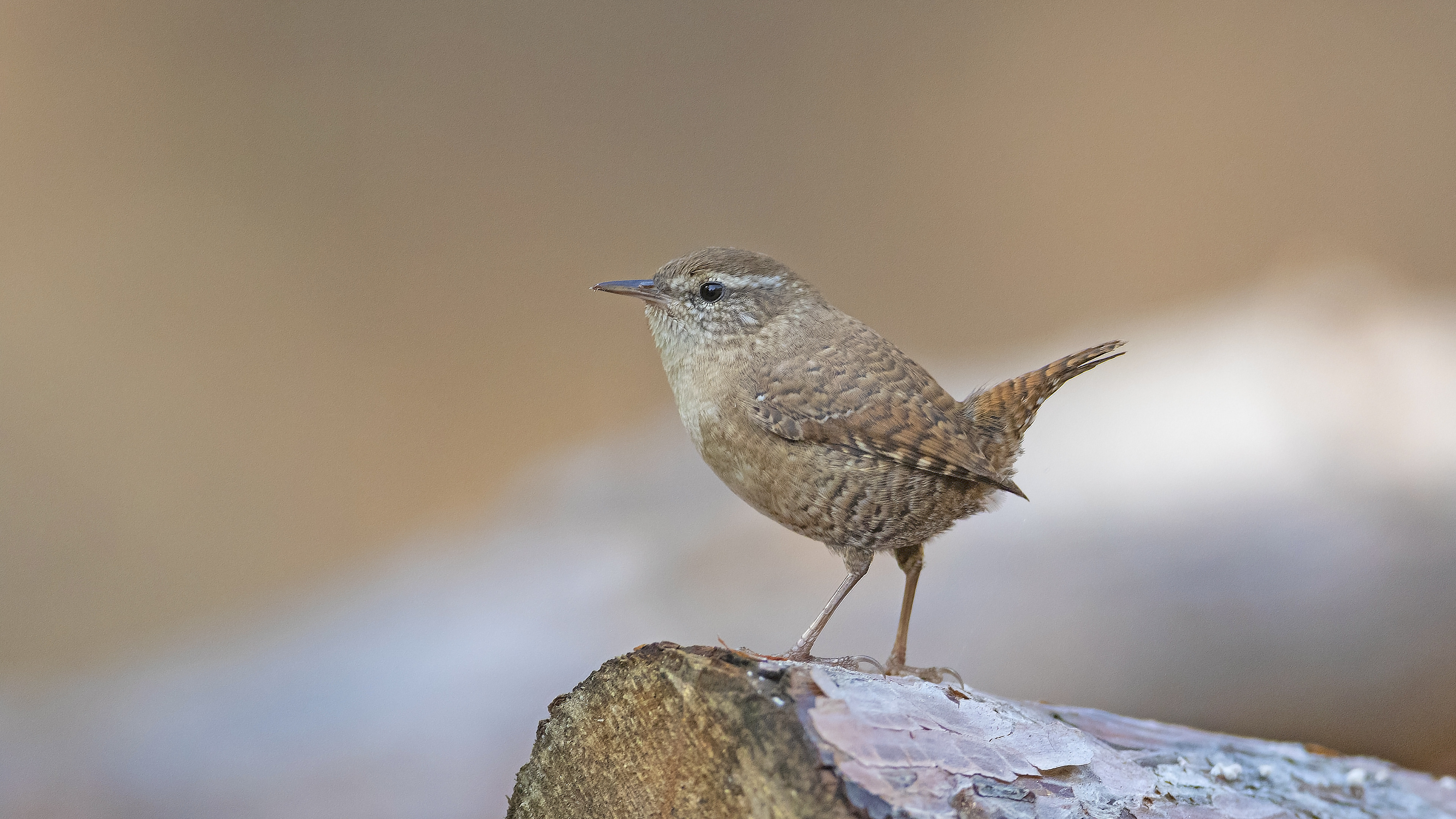 Çitkuşu » Eurasian Wren » Troglodytes troglodytes